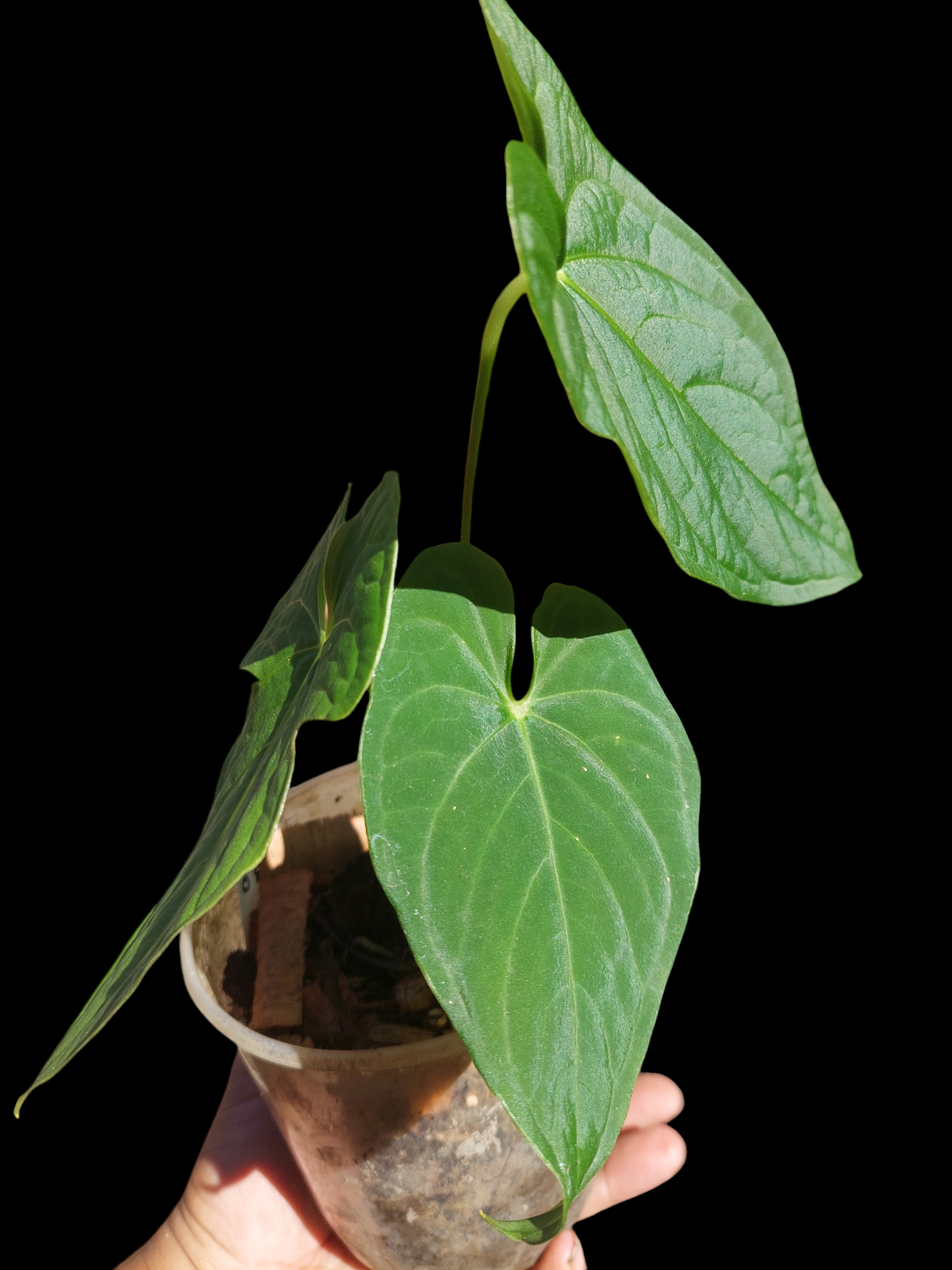 Anthurium sp. "Tarapoto Velvet" Wild Ecotype 3 Leaves (EXACT PLANT)