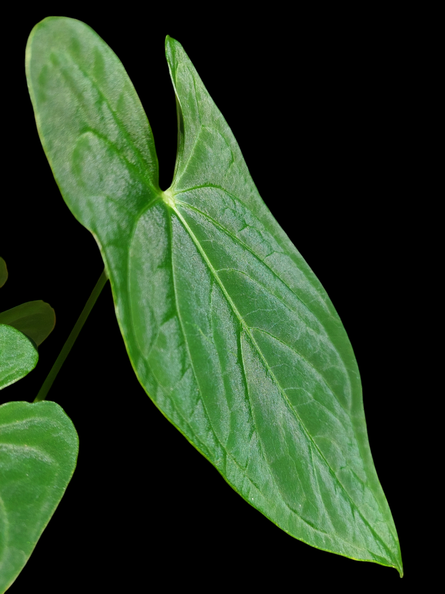 Anthurium sp. "Tarapoto Velvet" Wild Ecotype 3 Leaves (EXACT PLANT)