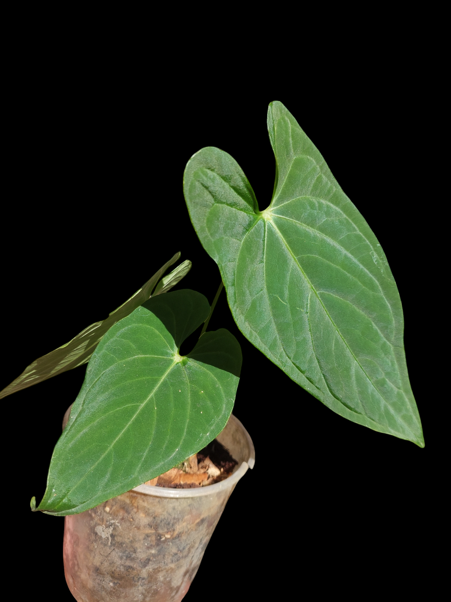 Anthurium sp. "Tarapoto Velvet" Wild Ecotype 3 Leaves (EXACT PLANT)