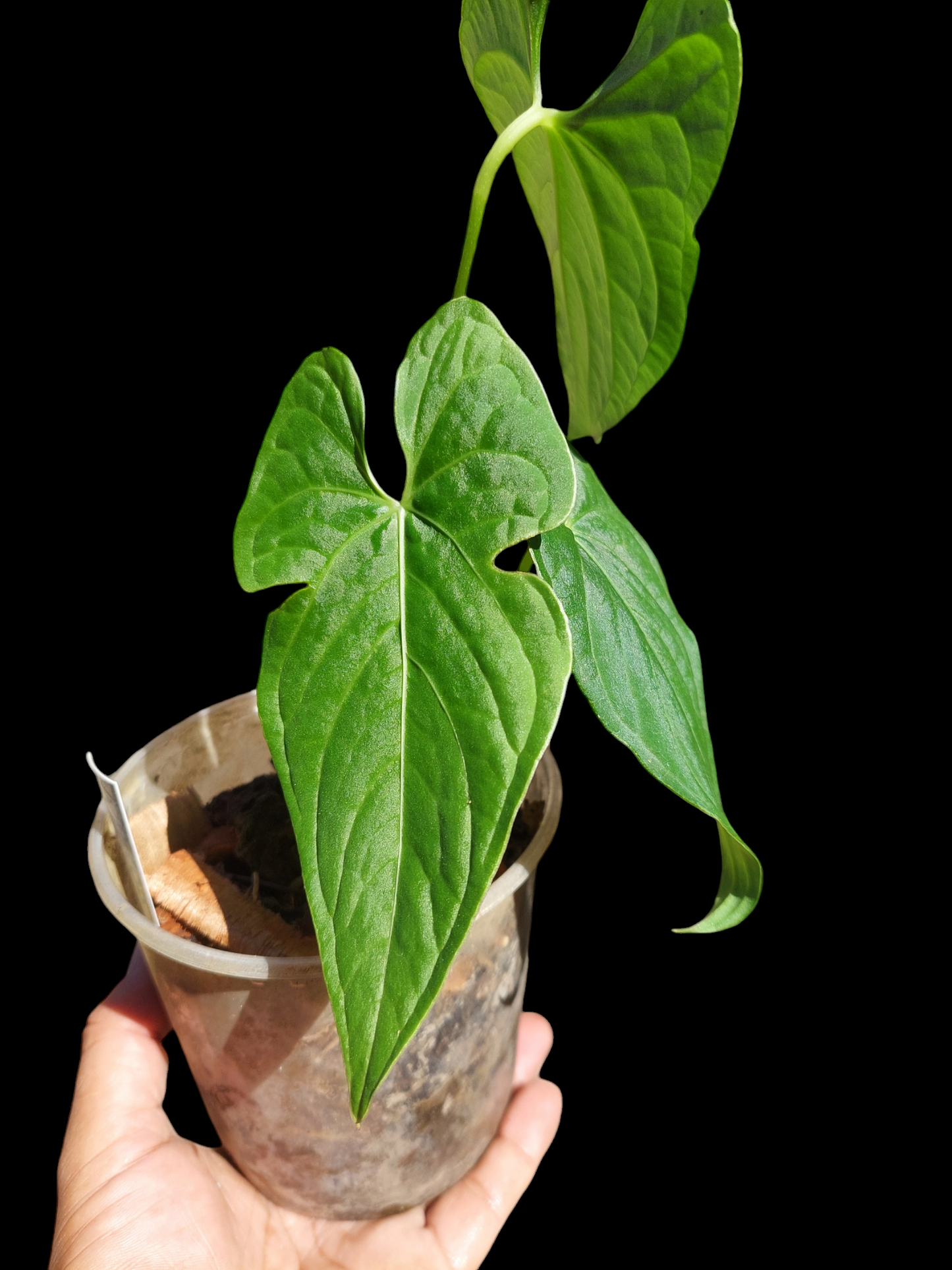 Anthurium sp. "Tarapoto Velvet" Wild Ecotype 3 Leaves (EXACT PLANT)