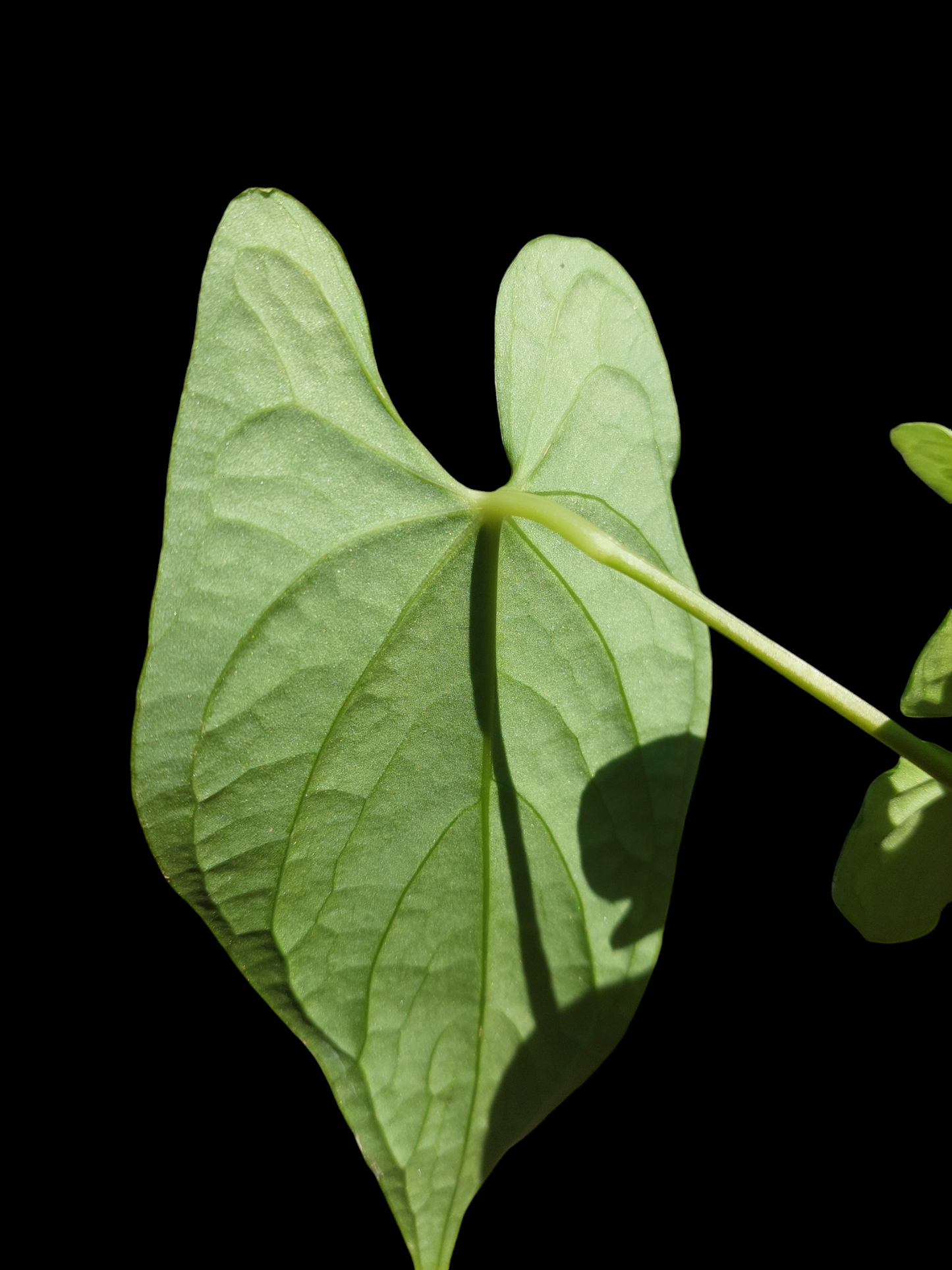 Anthurium sp. "Tarapoto Velvet" Wild Ecotype 3 Leaves (EXACT PLANT)