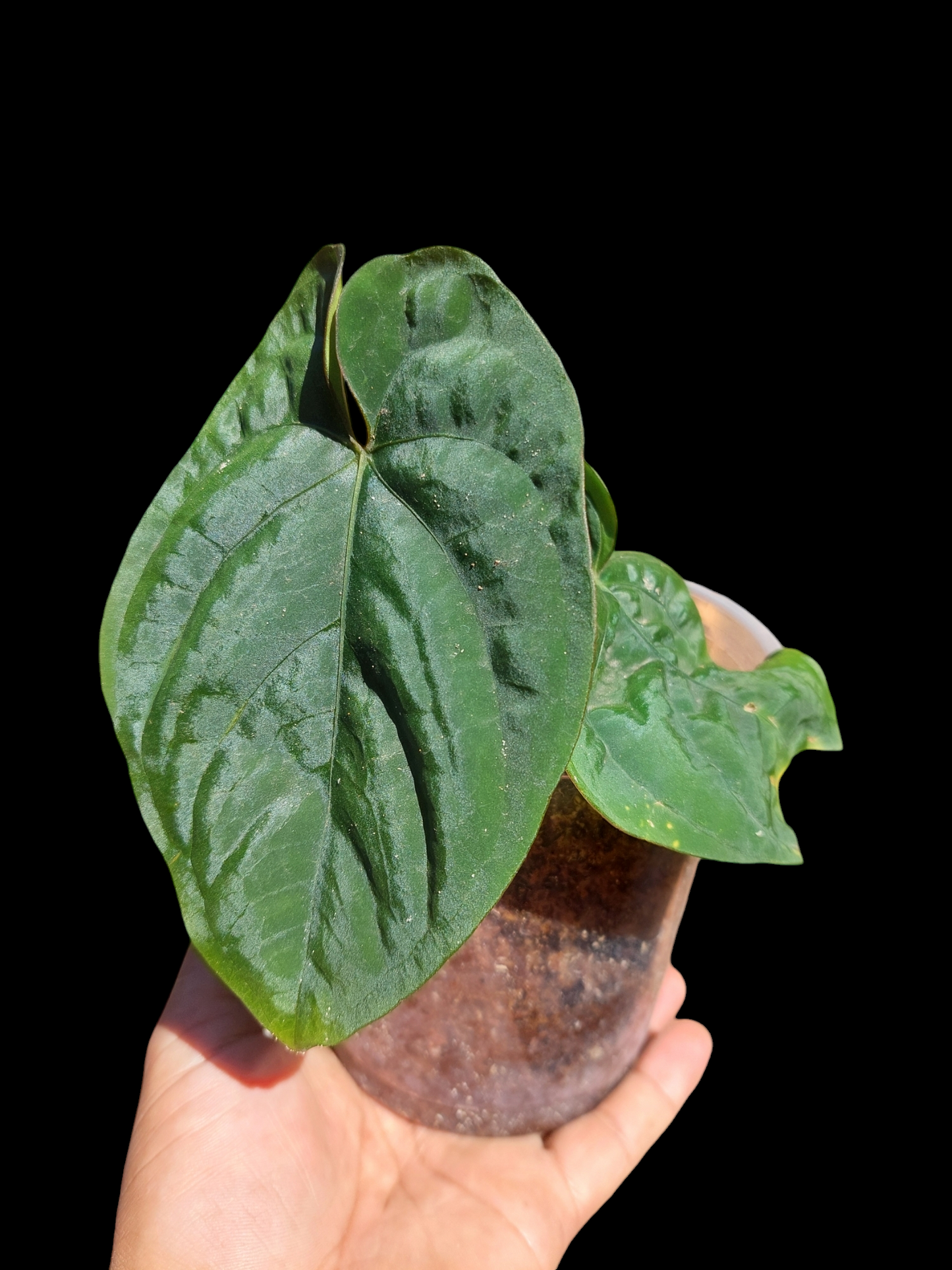 Anthurium Dressleri "Rio Guanche" Wild Ecotype 2 Leaves (EXACT PLANT))