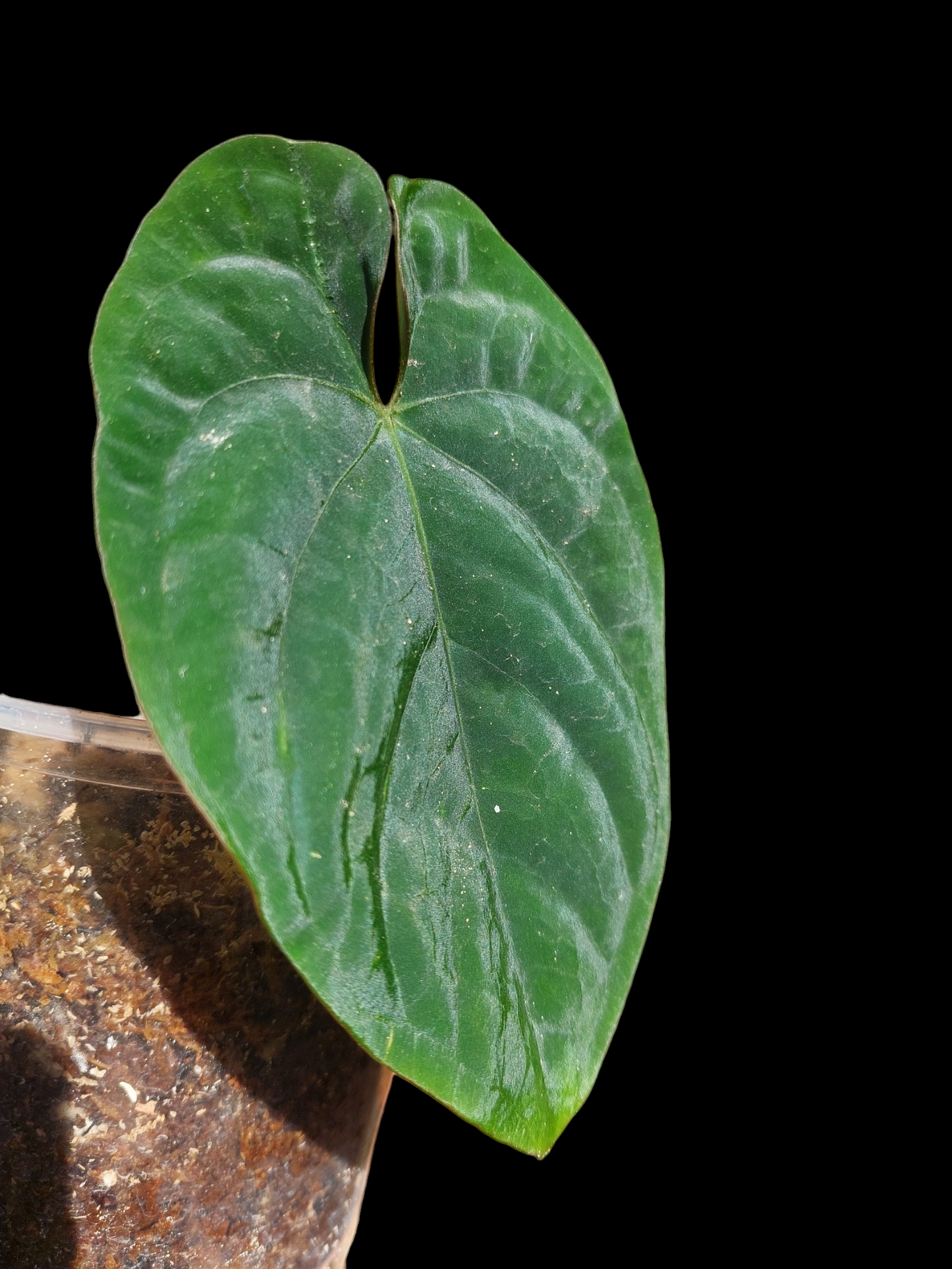 Anthurium Dressleri "Rio Guanche" Wild Ecotype 2 Leaves (EXACT PLANT))