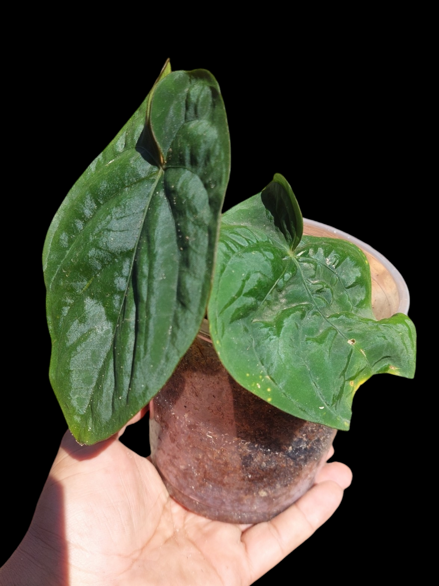 Anthurium Dressleri "Rio Guanche" Wild Ecotype 2 Leaves (EXACT PLANT))