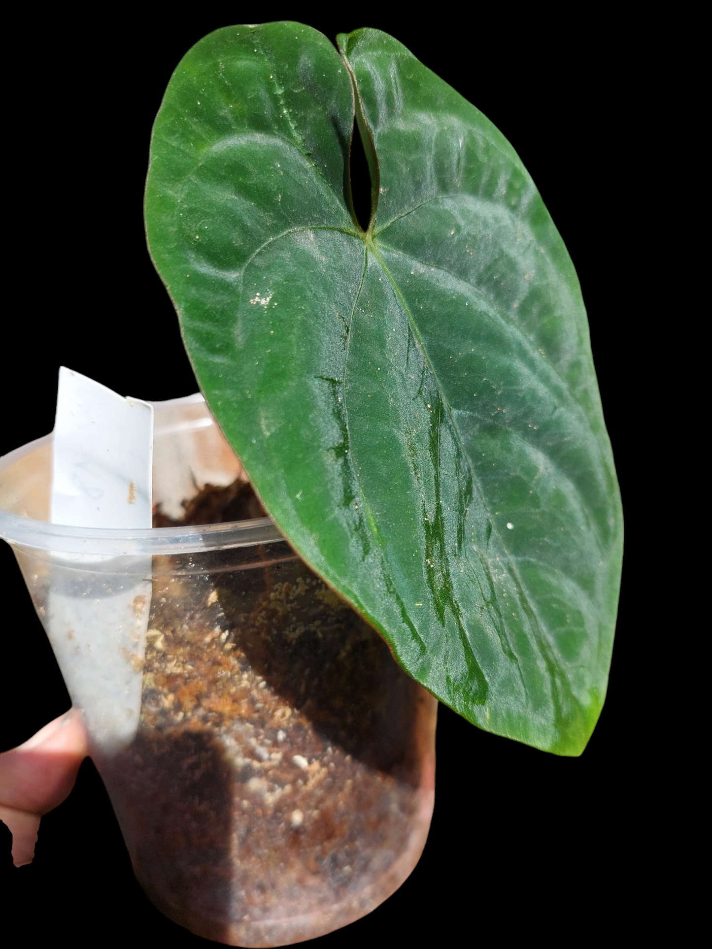 Anthurium Dressleri "Rio Guanche" Wild Ecotype 2 Leaves (EXACT PLANT))