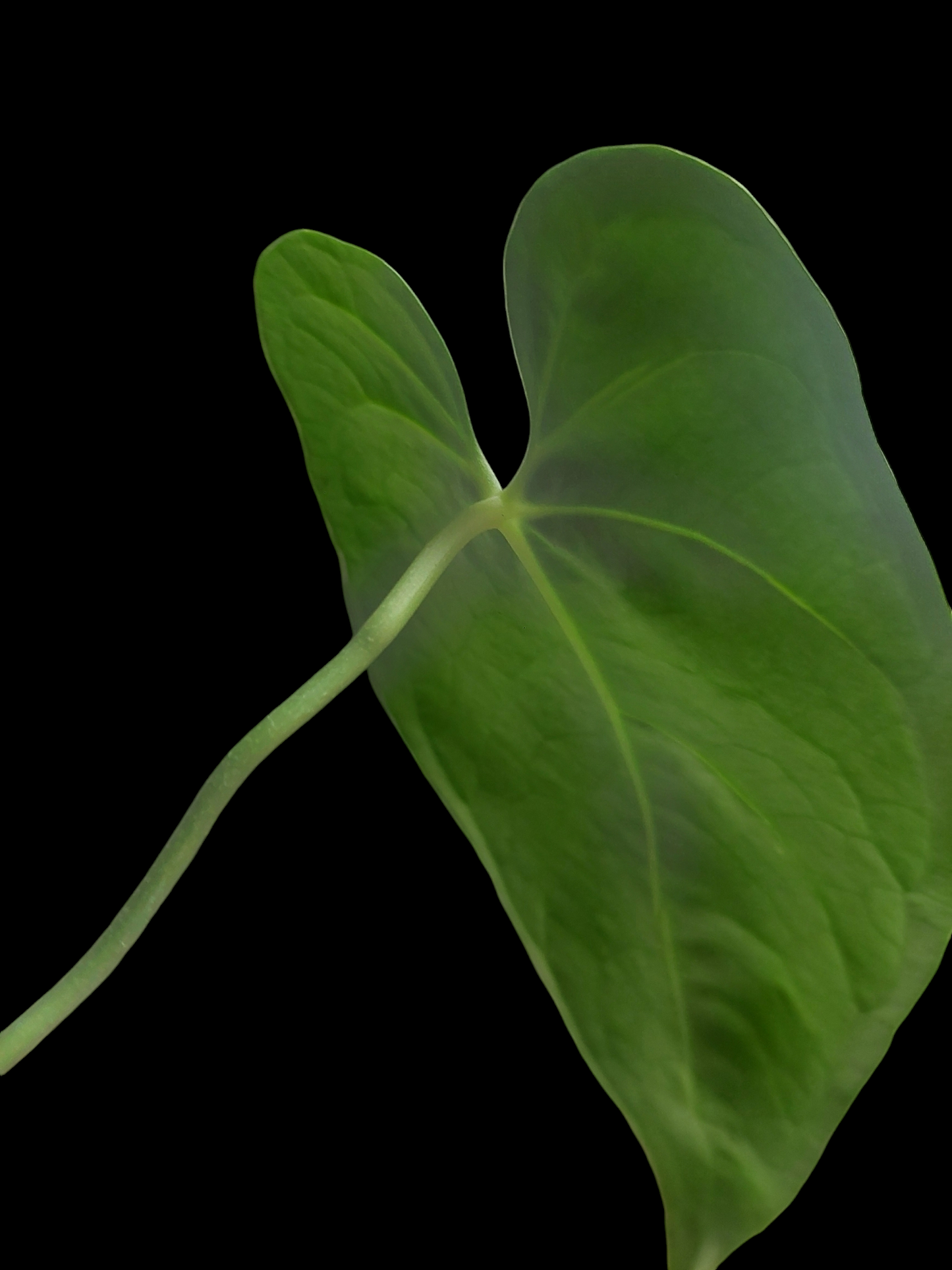 Anthurium sp. 'HuanuQuense Dark Velvet' Narrow Form Wild Ecotype (EXACT PLANT)