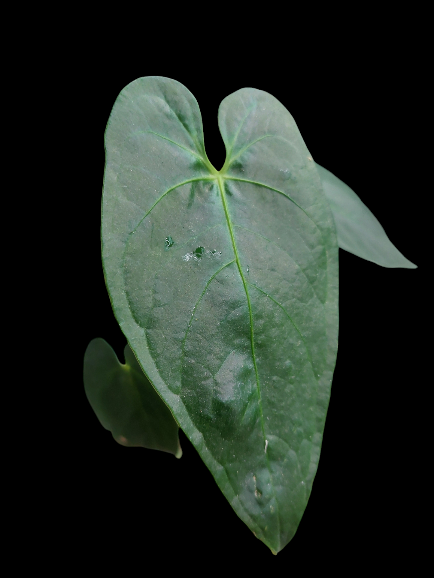 Anthurium sp. 'HuanuQuense Dark Velvet' Narrow Form Wild Ecotype (EXACT PLANT)