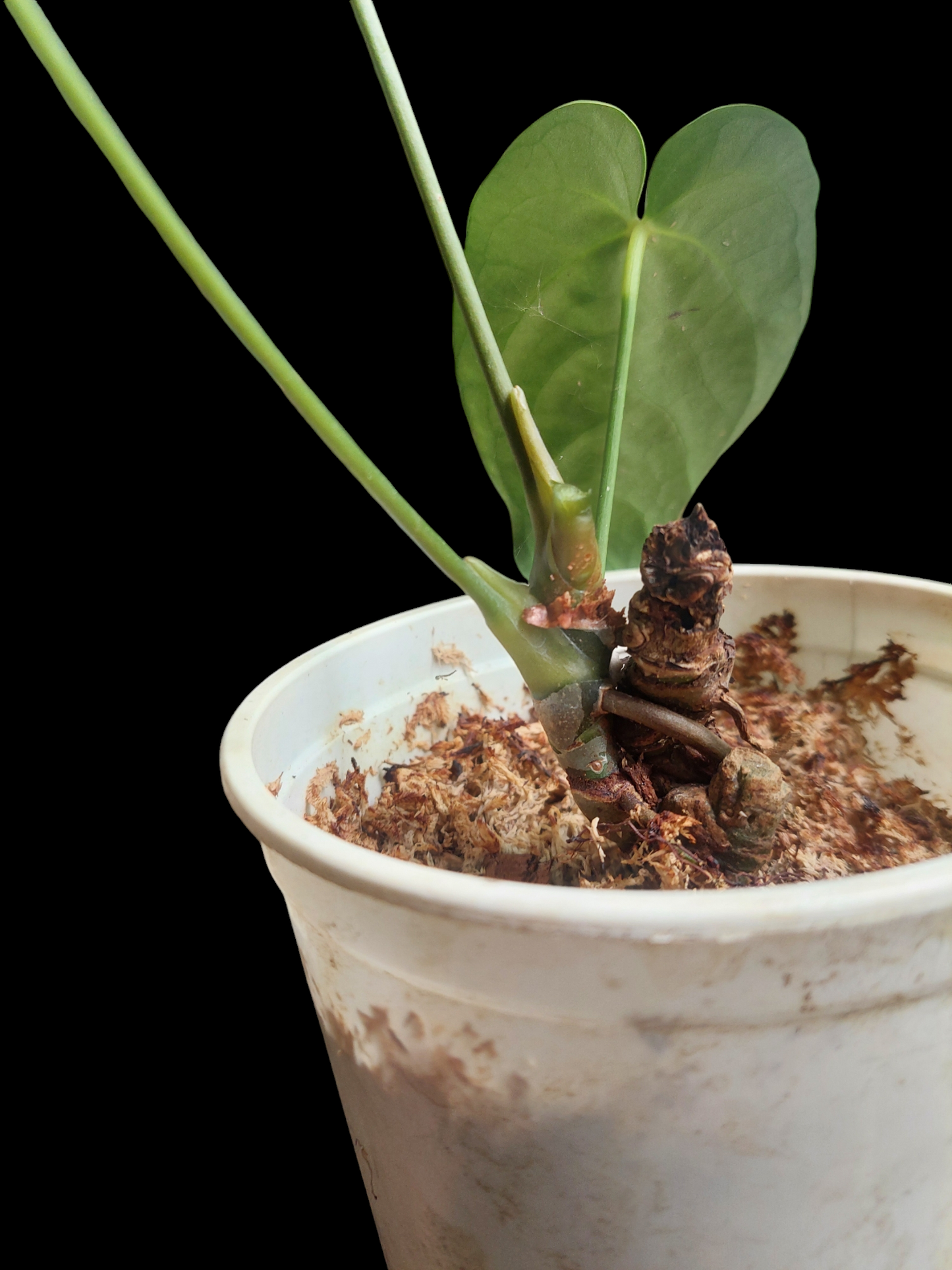 Anthurium sp. 'HuanuQuense Dark Velvet' Narrow Form Wild Ecotype (EXACT PLANT)