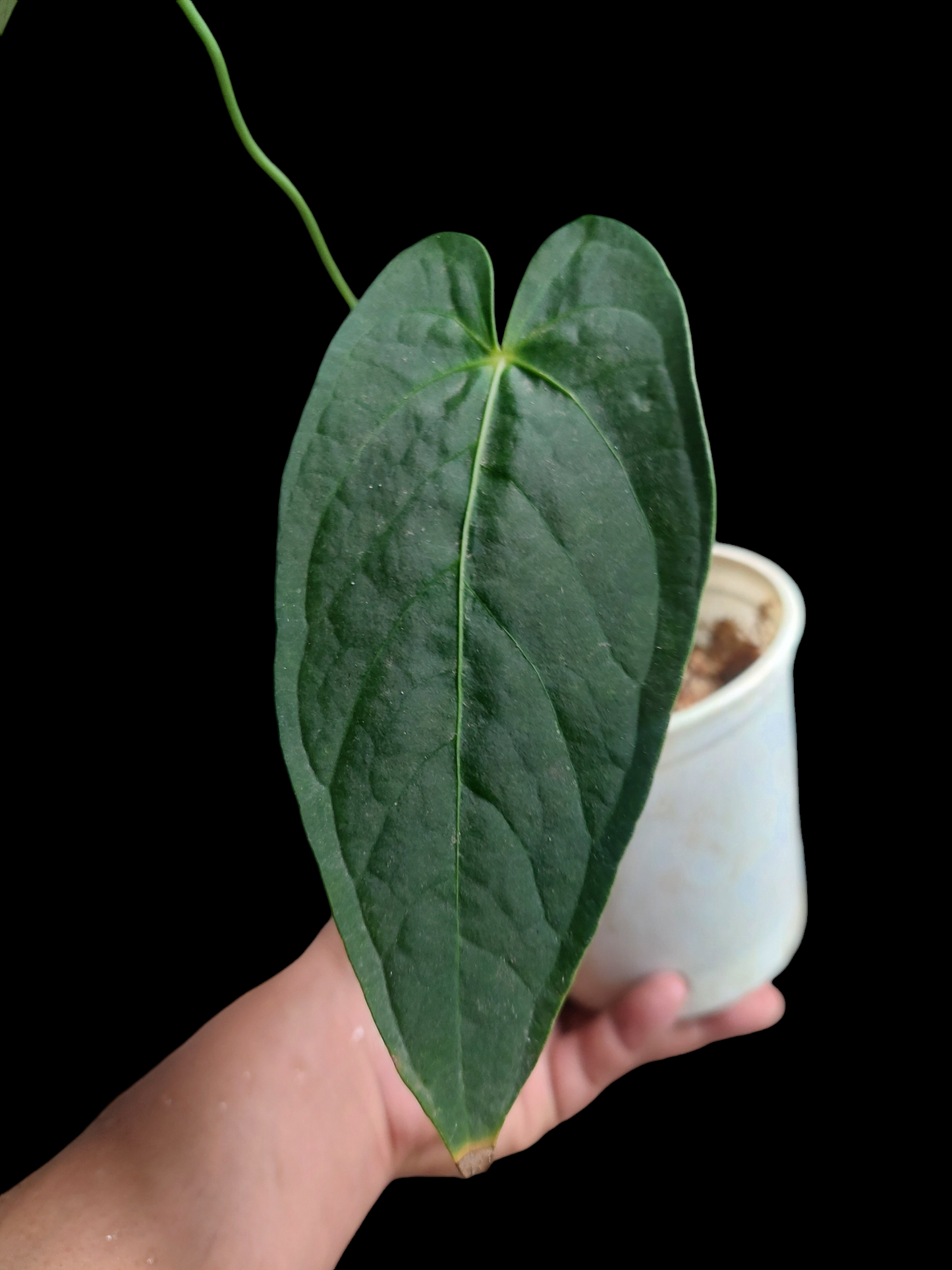 Anthurium sp. 'HuanuQuense Dark Velvet' Narrow Form Wild Ecotype (EXACT PLANT)