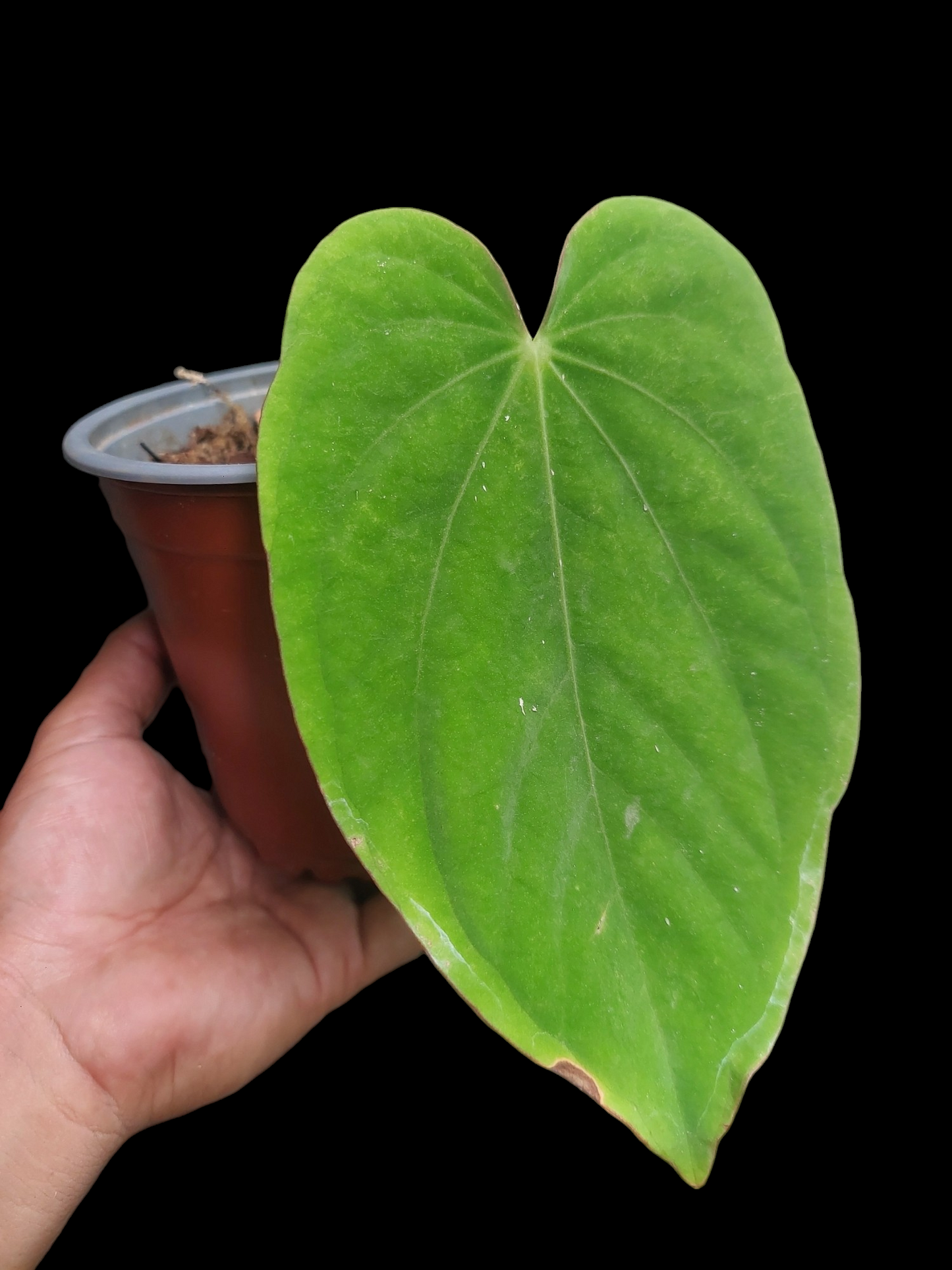 Anthurium Dressleri 'Emberá-Wounaan' Wild Ecotype 1 Leaf (EXACT PLANT)