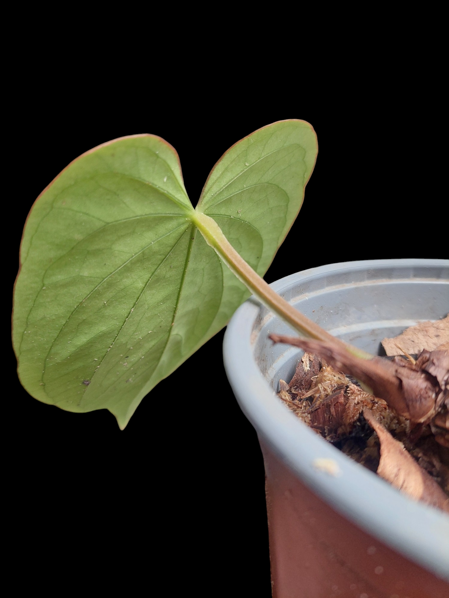 Anthurium Dressleri 'Emberá-Wounaan' Wild Ecotype 1 Leaf (EXACT PLANT)