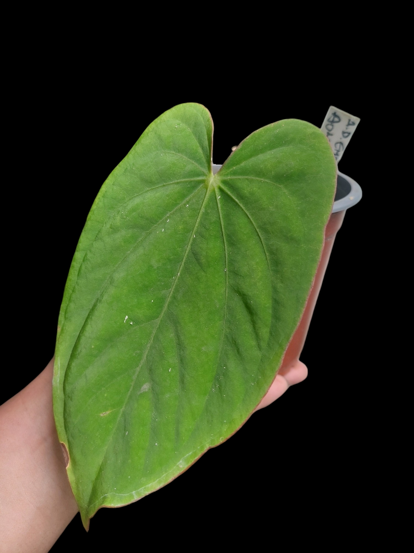 Anthurium Dressleri 'Emberá-Wounaan' Wild Ecotype 1 Leaf (EXACT PLANT)