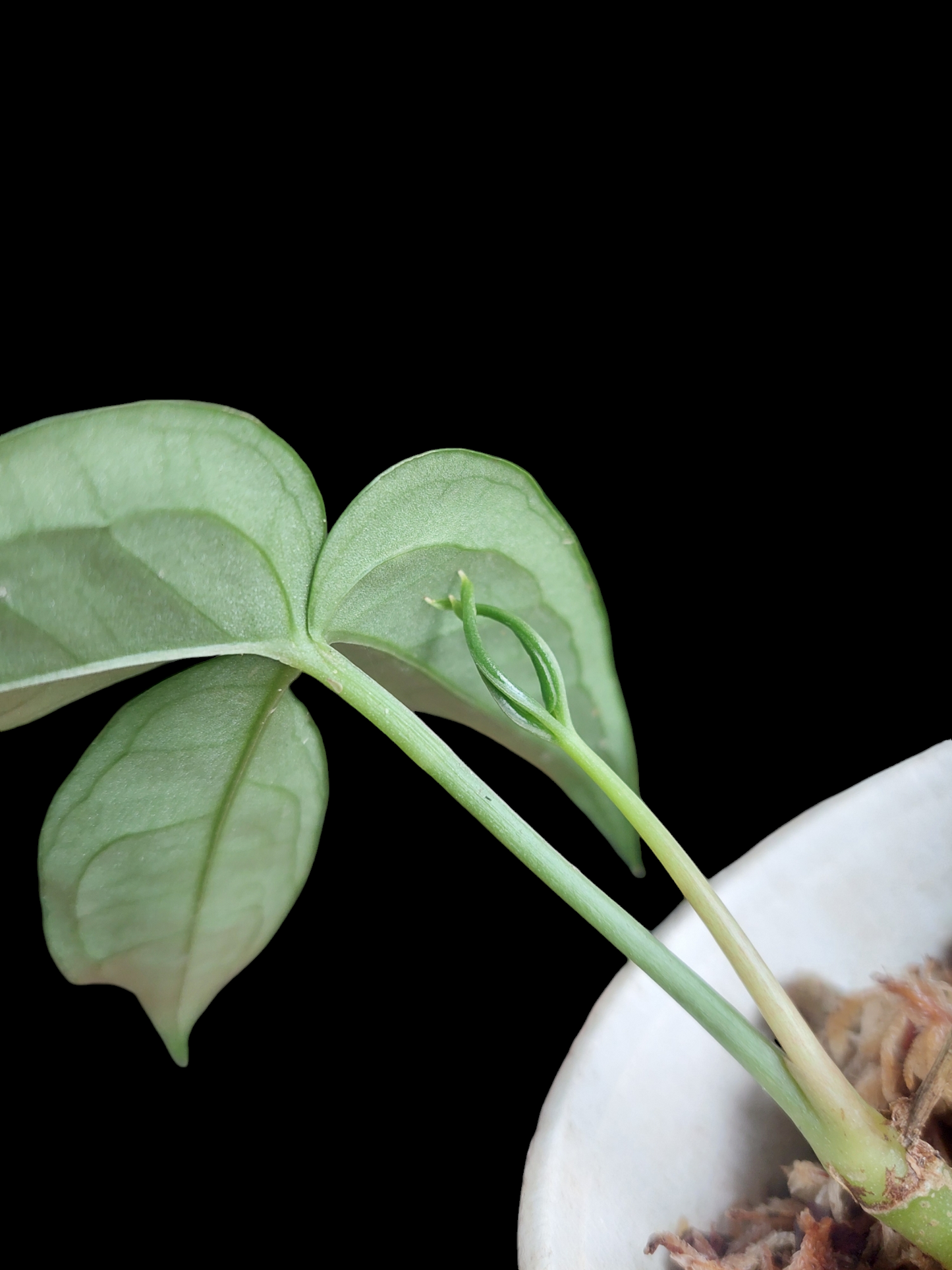 Anthurium sp. "Silver Fingers" (EXACT PLANT)