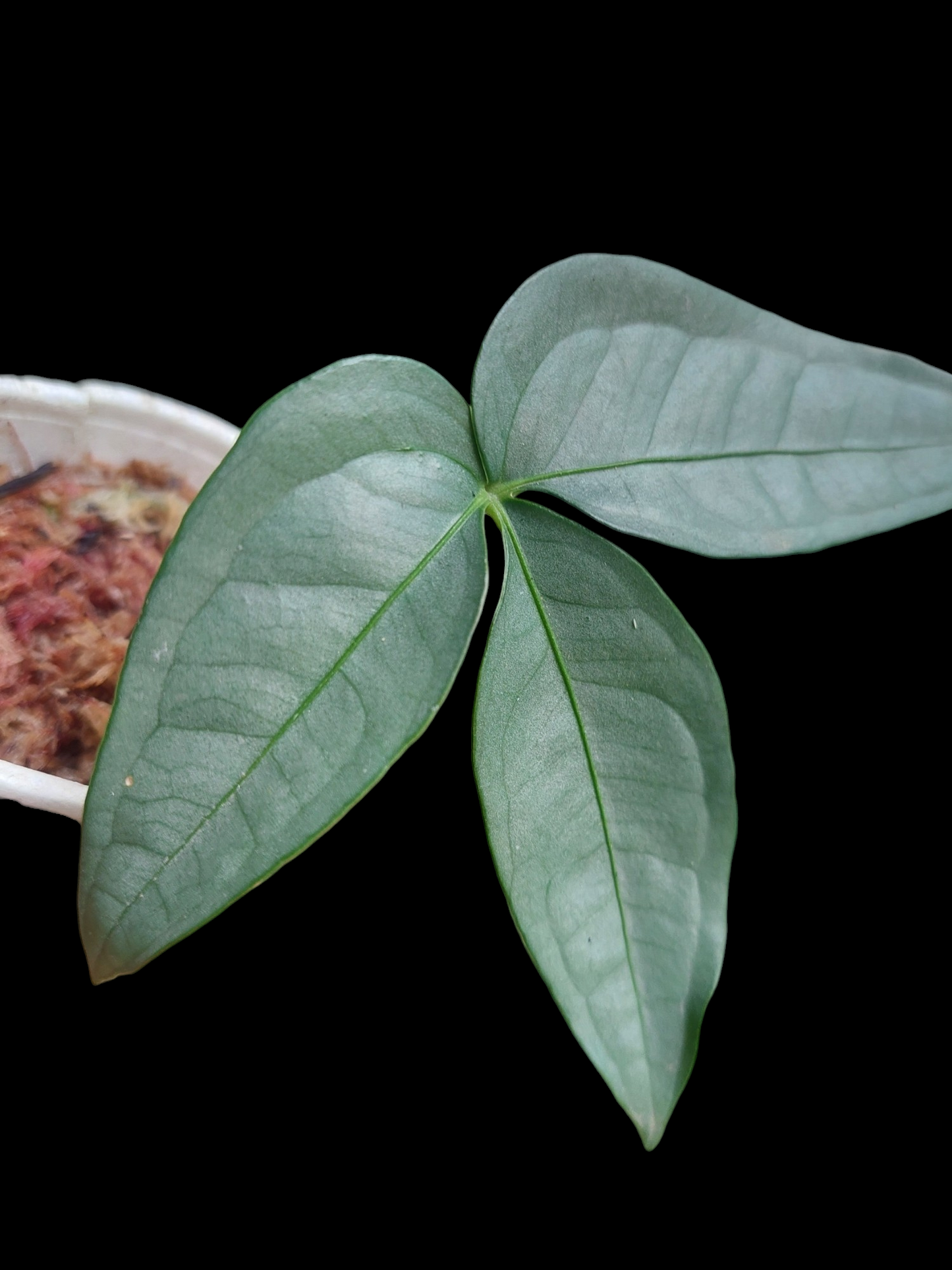 Anthurium sp. "Silver Fingers" (EXACT PLANT)