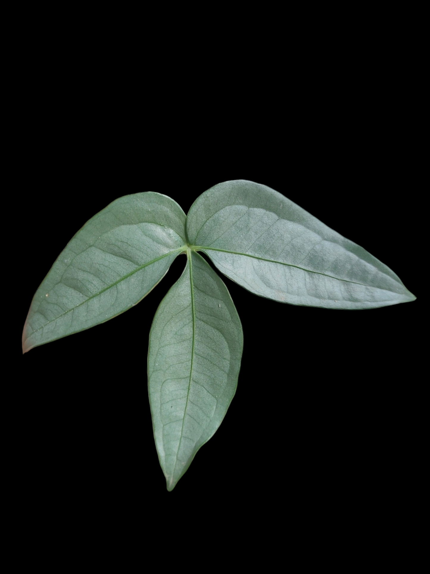 Anthurium sp. "Silver Fingers" (EXACT PLANT)