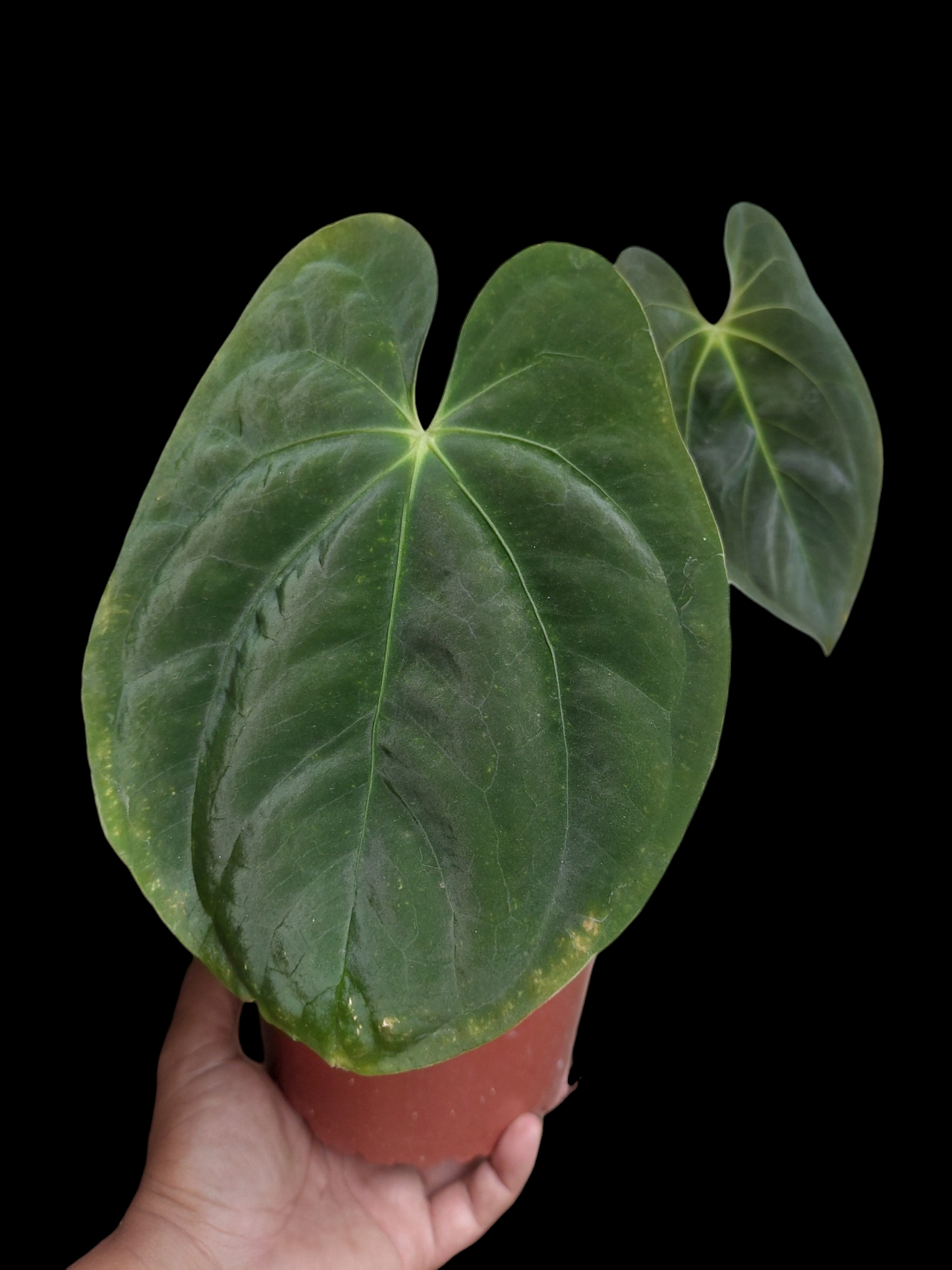 Anthurium Papillilaminum 'Guna yala' ecotype Big Plant (EXACT PLANT)