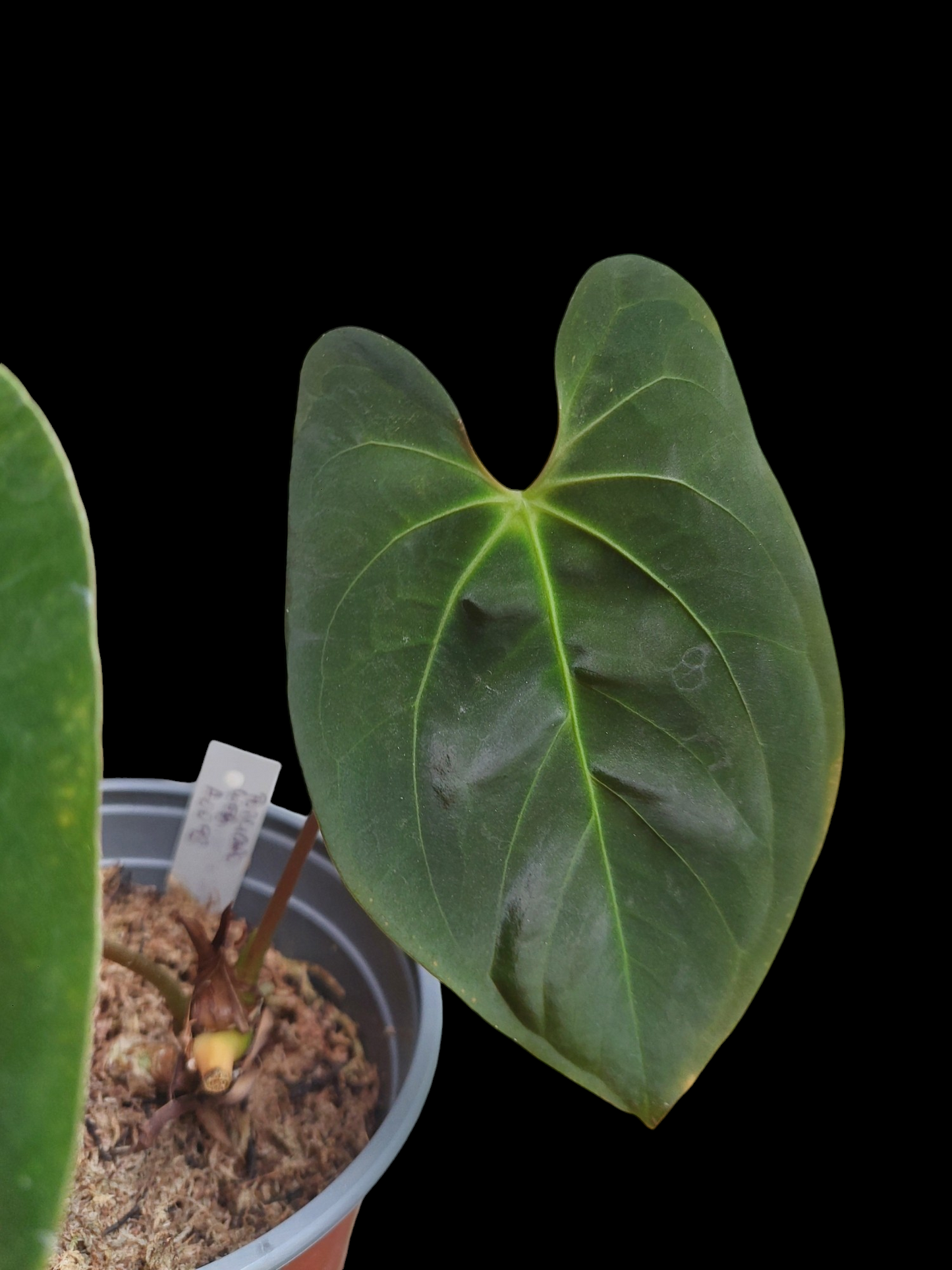 Anthurium Papillilaminum 'Guna yala' ecotype Big Plant (EXACT PLANT)