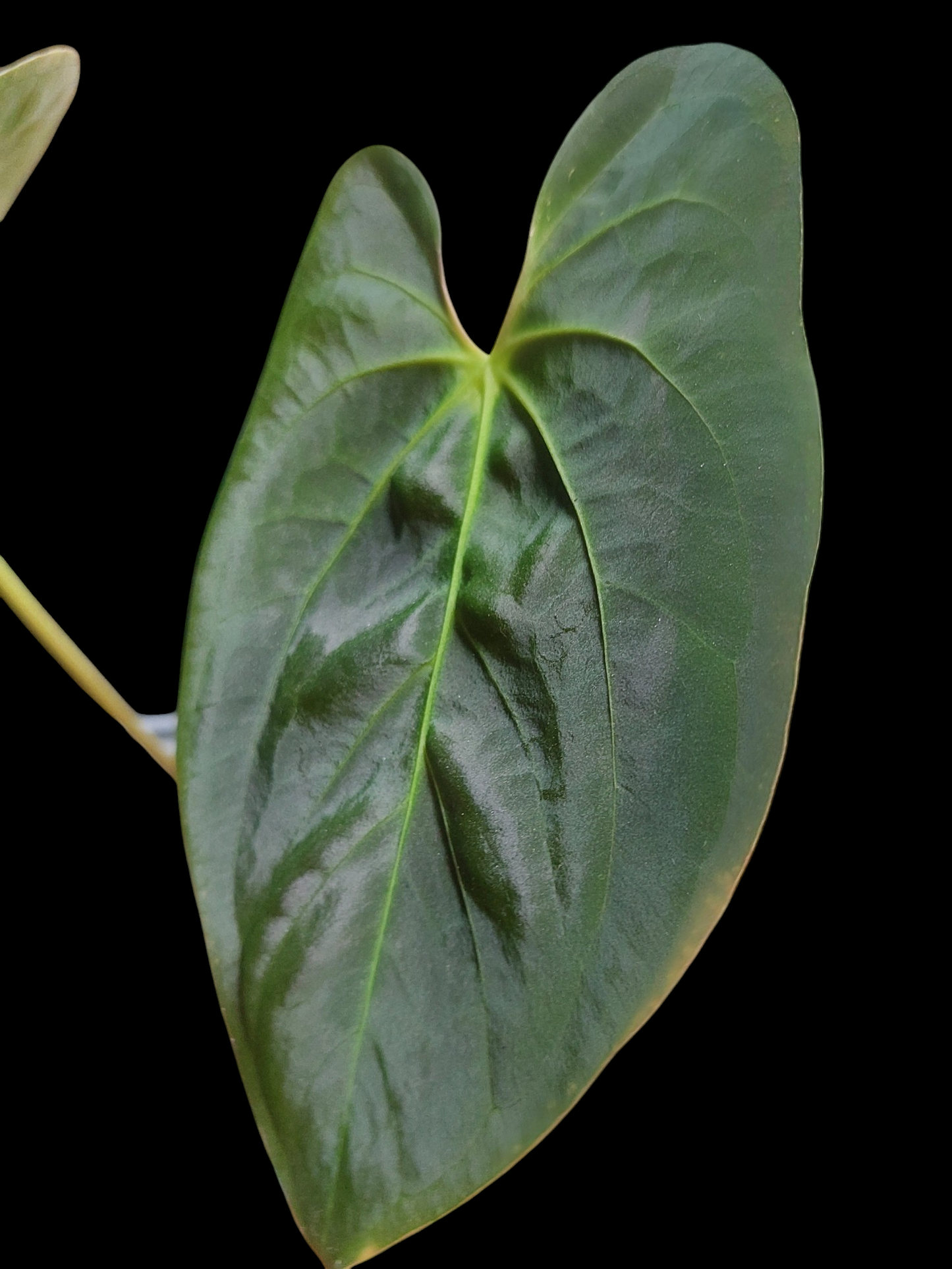 Anthurium Papillilaminum 'Guna yala' ecotype Big Plant (EXACT PLANT)