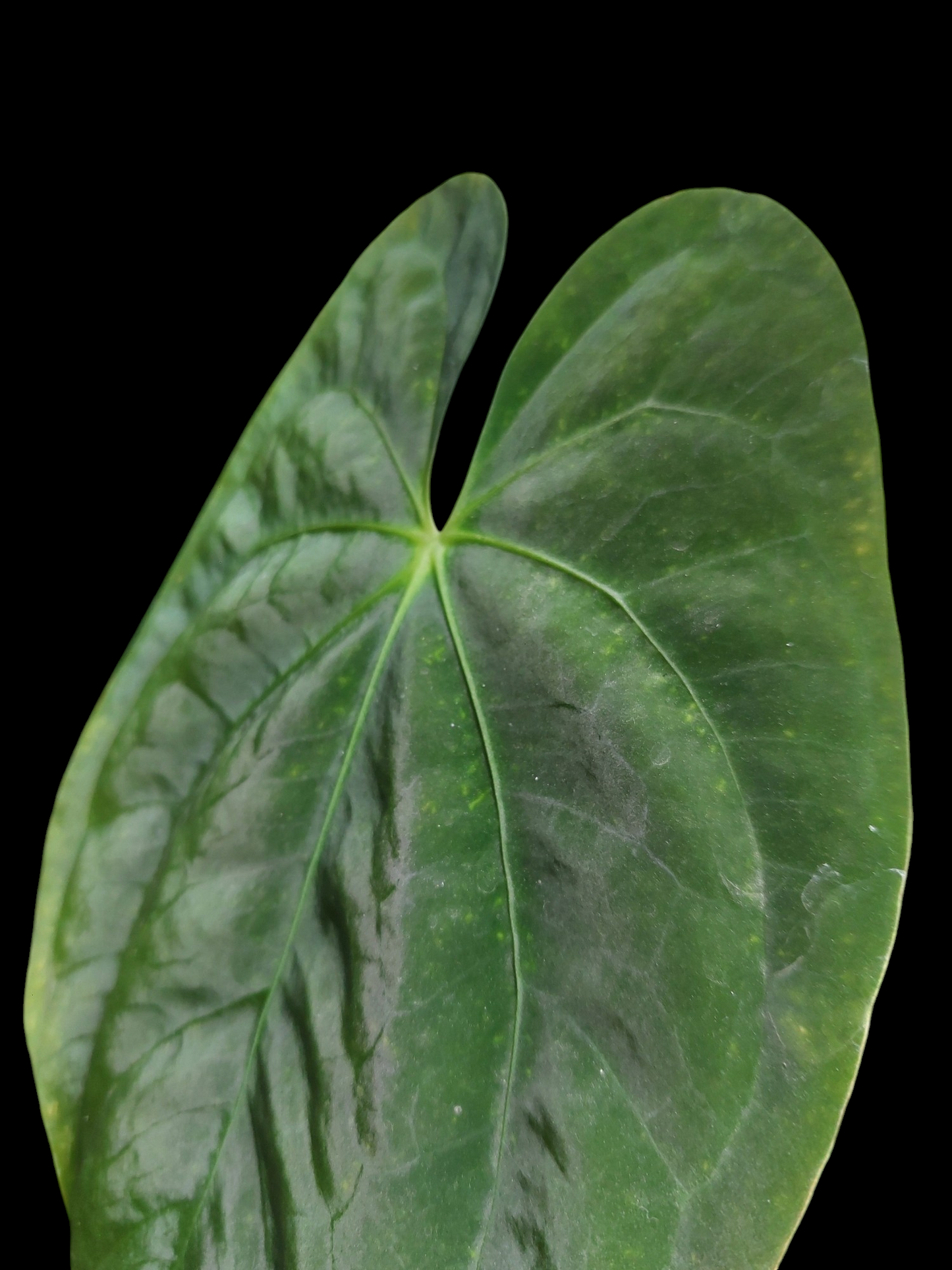 Anthurium Papillilaminum 'Guna yala' ecotype Big Plant (EXACT PLANT)