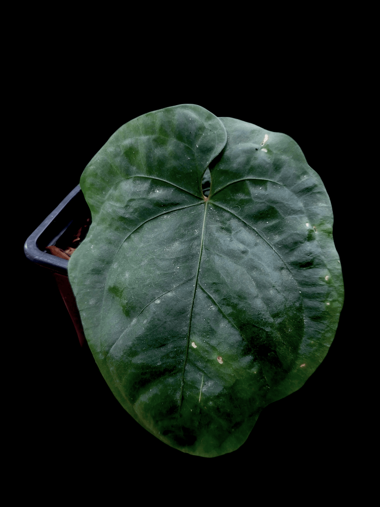 Anthurium Dressleri "Bocas del Toro" Dark With 2 Leaves Wild Ecotype (EXACT PLANT)