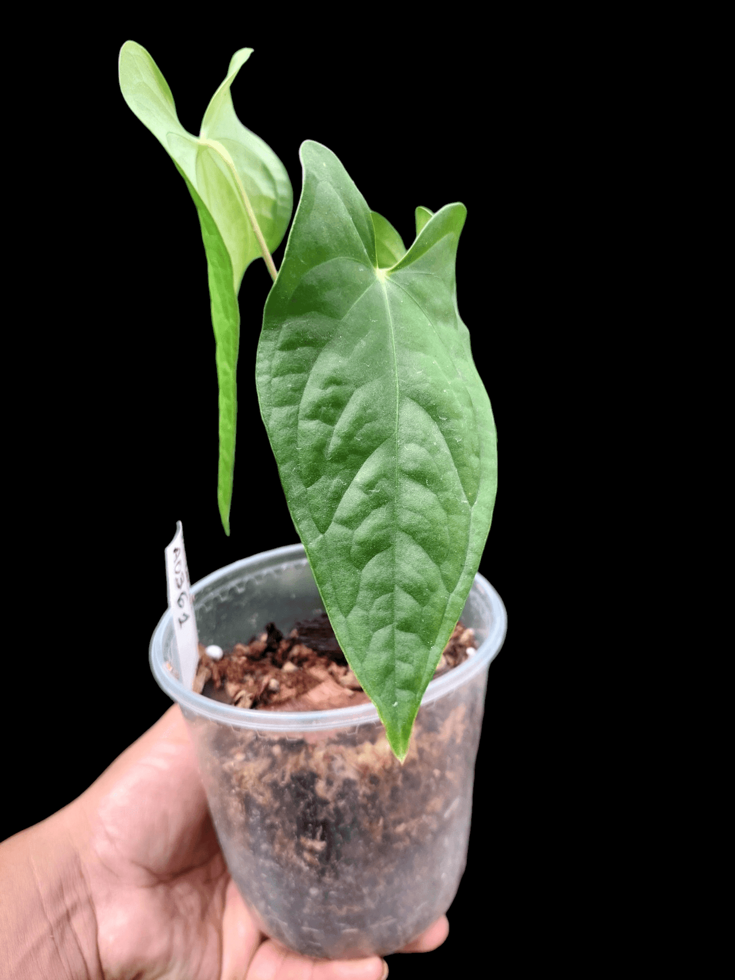 Anthurium sp. "Tarapoto Velvet" 3 Leaves Wild Ecotype (EXACT PLANT)