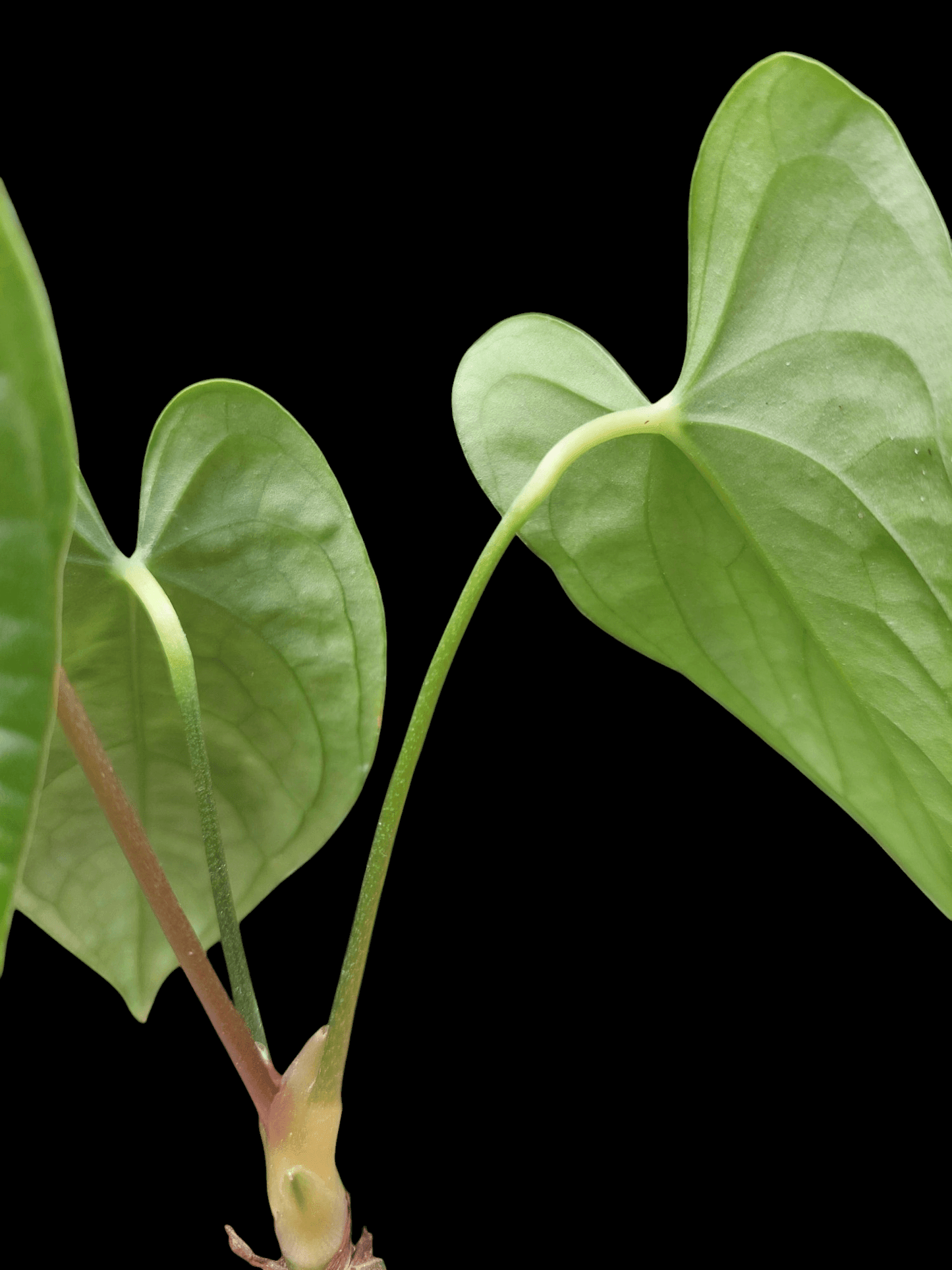 Anthurium sp. "Tarapoto Velvet" 3 Leaves Wild Ecotype (EXACT PLANT)
