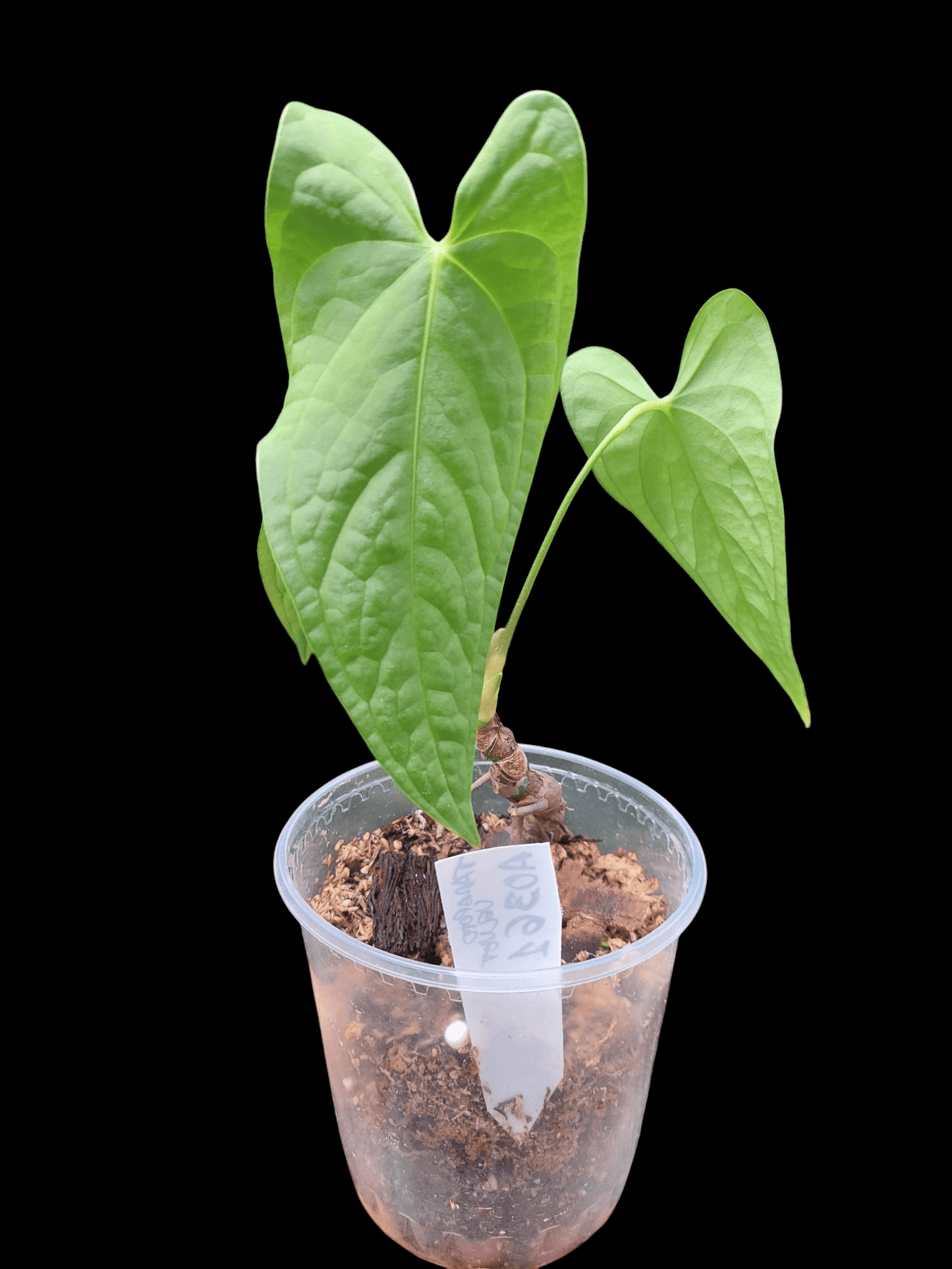 Anthurium sp. "Tarapoto Velvet" 3 Leaves Wild Ecotype (EXACT PLANT)