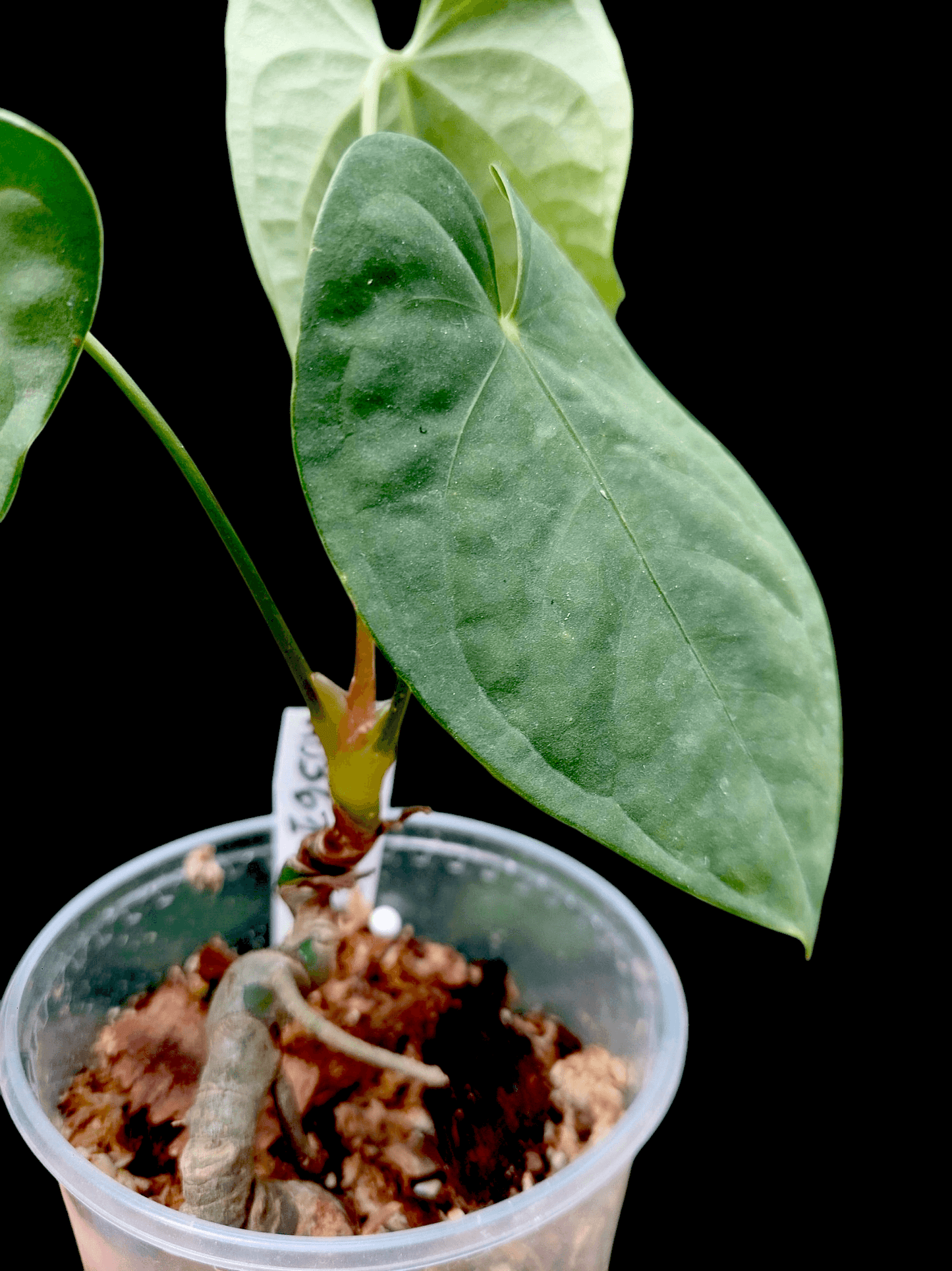Anthurium sp. "Tarapoto Velvet" 3 Leaves Wild Ecotype (EXACT PLANT)