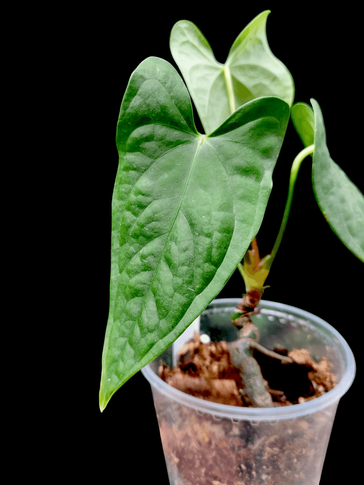 Anthurium sp. "Tarapoto Velvet" 3 Leaves Wild Ecotype (EXACT PLANT)