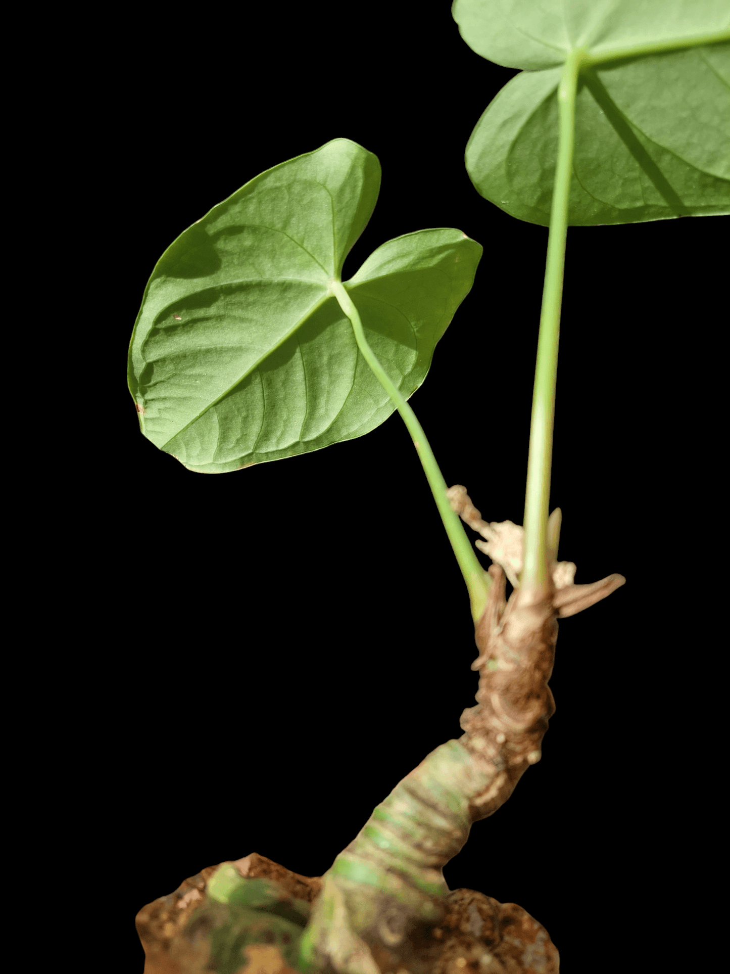 Anthurium sp. "Tarapoto Velvet"  2 Leaves A0222 (EXACT PLANT)