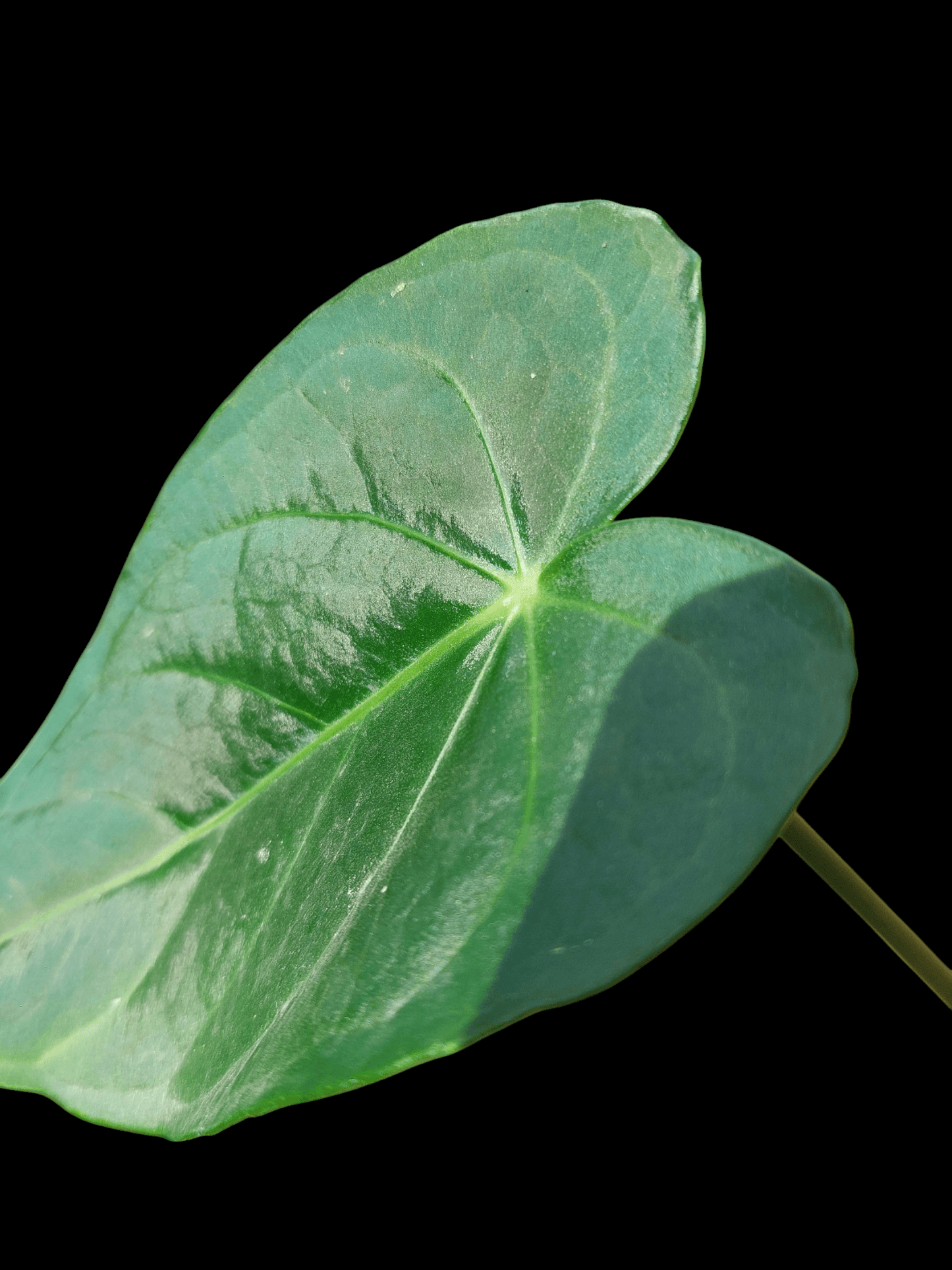 Anthurium sp. "Tarapoto Velvet"  2 Leaves A0222 (EXACT PLANT)