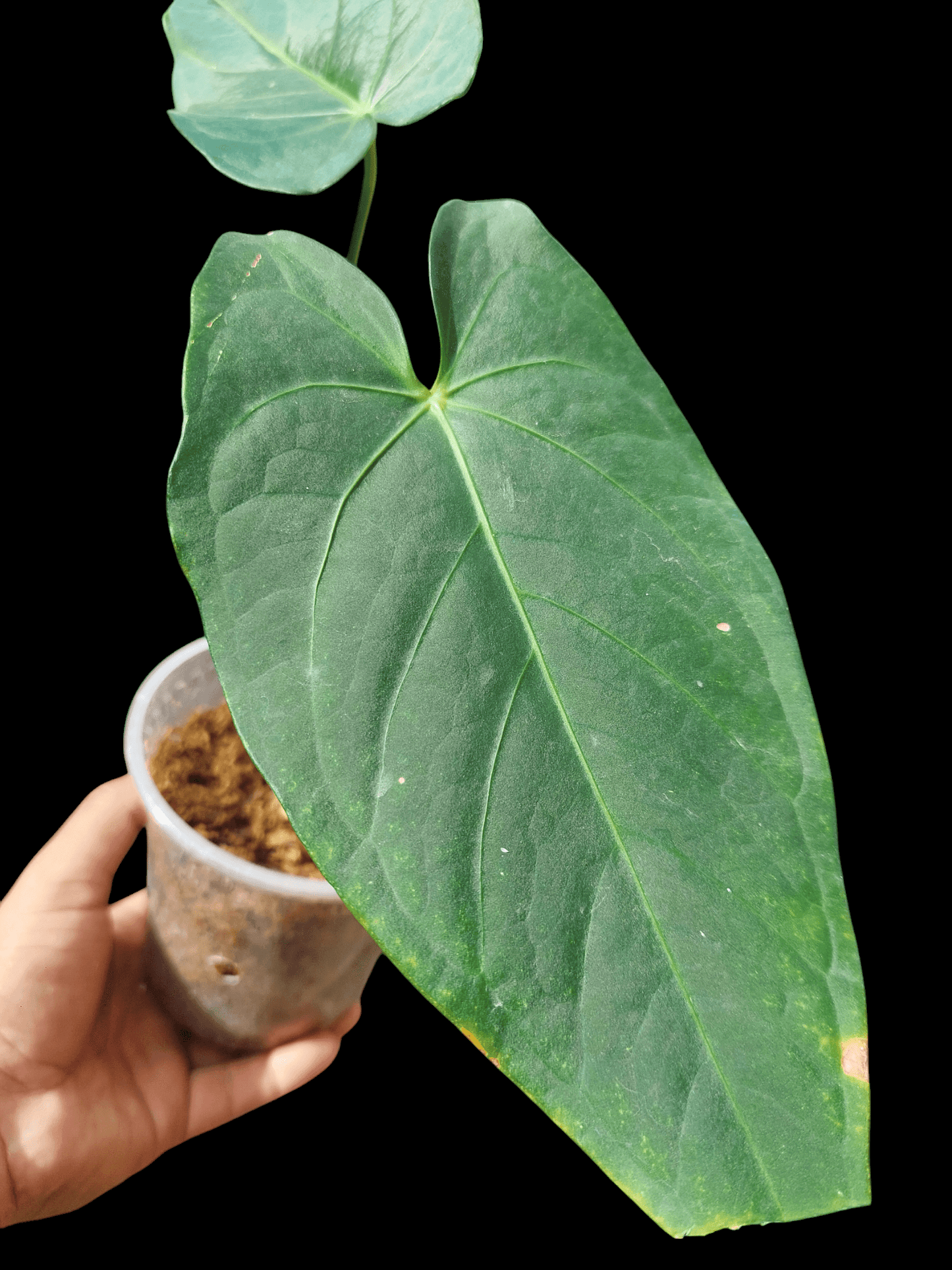 Anthurium sp. "Tarapoto Velvet"  2 Leaves A0222 (EXACT PLANT)