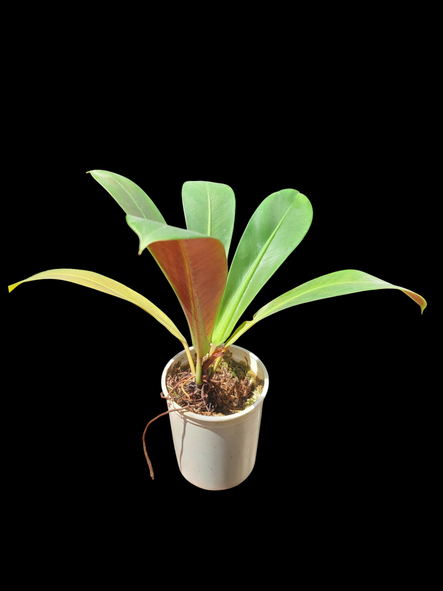 Philodendron Linnaei "Tricolor" (EXACT PLANT)