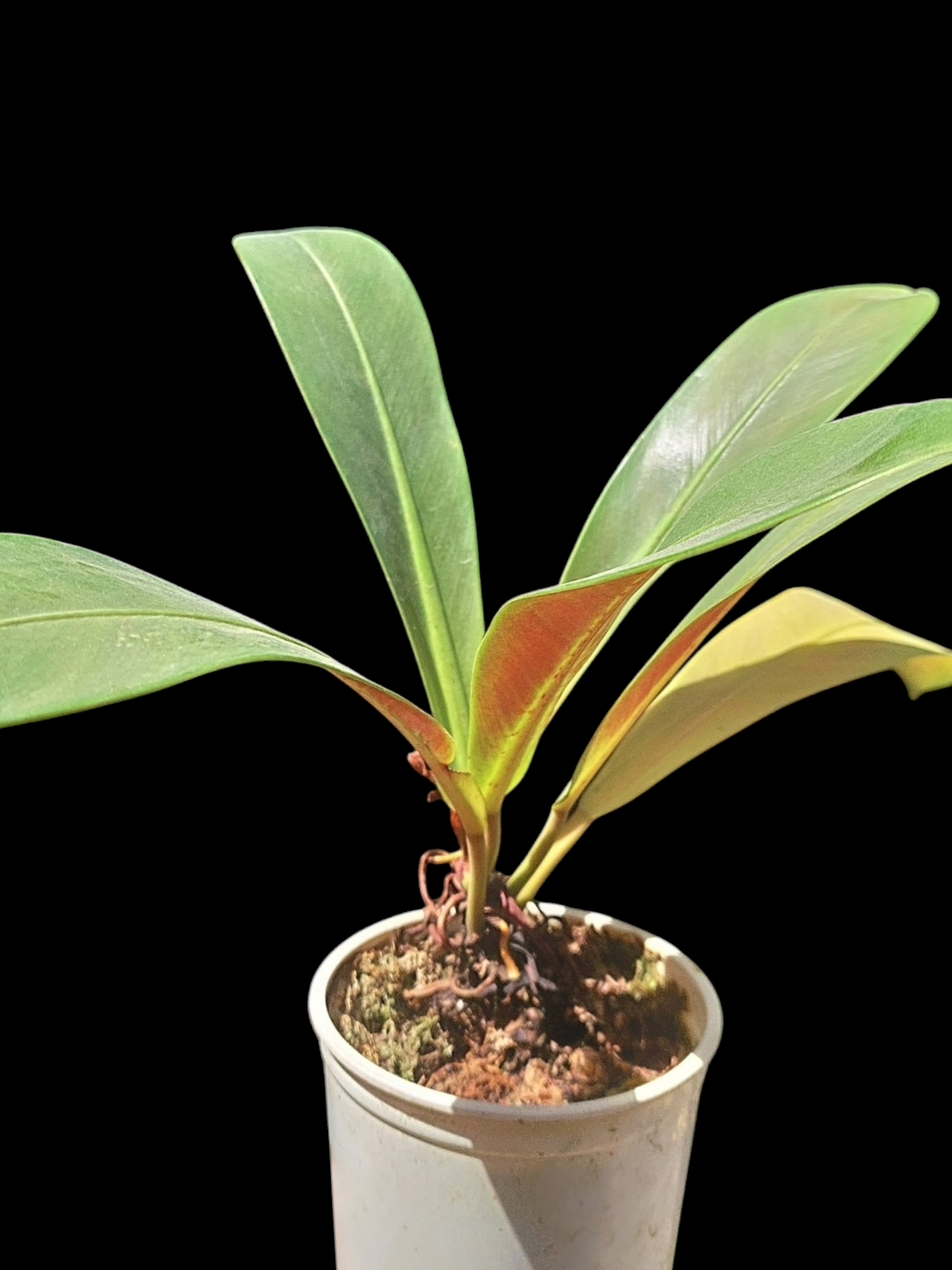 Philodendron Linnaei "Tricolor" (EXACT PLANT)