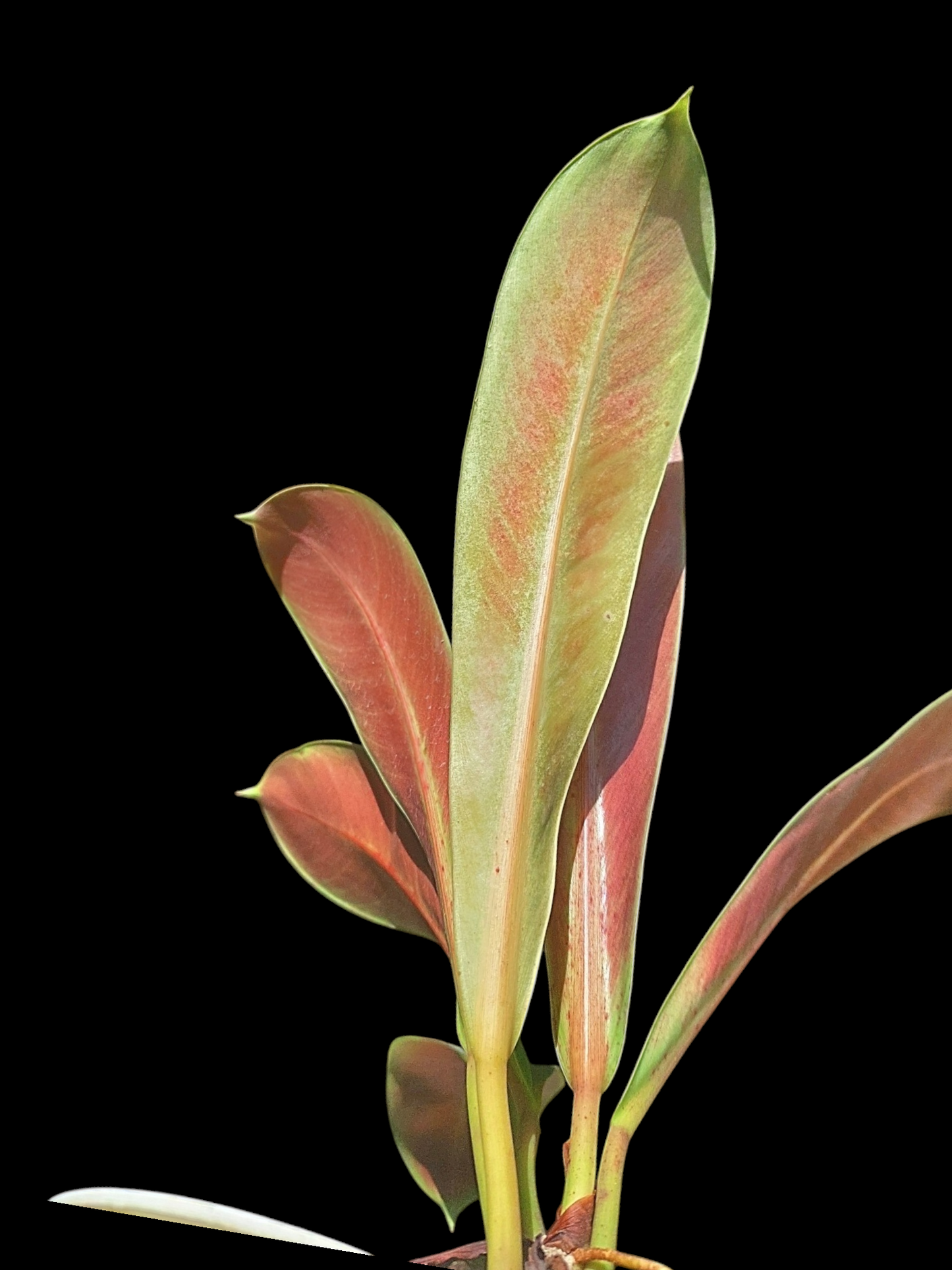 Philodendron Linnaei "Tricolor" (EXACT PLANT)