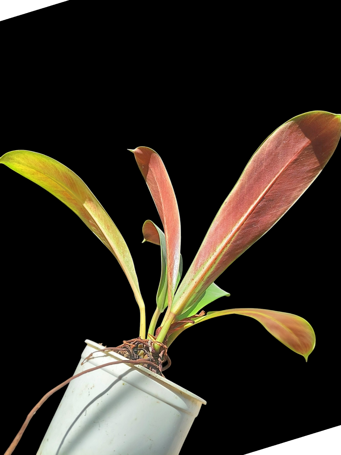 Philodendron Linnaei "Tricolor" (EXACT PLANT)