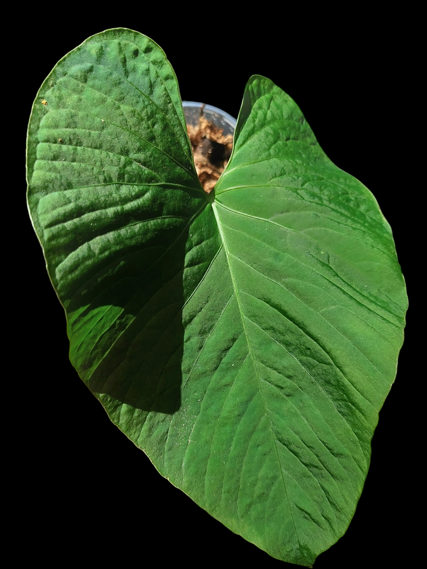 Anthurium sp. "Kunayala Glow" Wild Ecotype Pure Specie (EXACT PLANT)