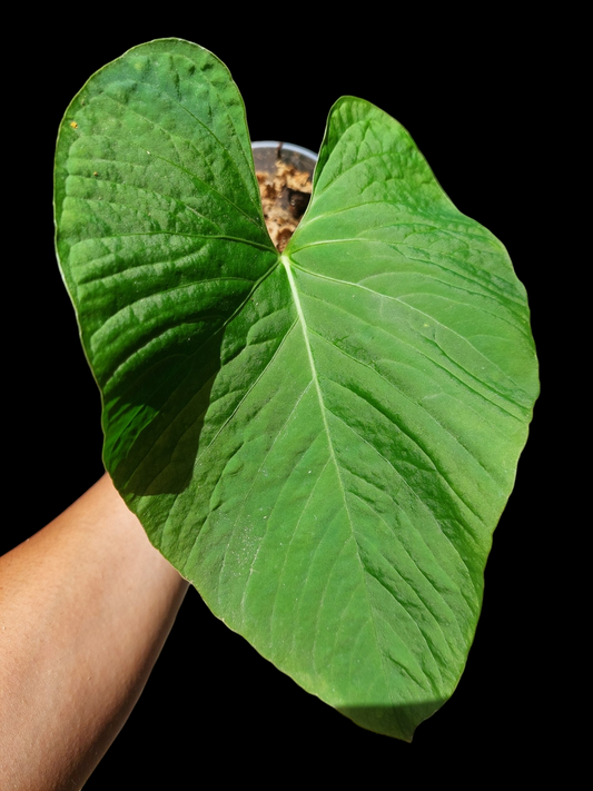 Anthurium sp. "Kunayala Glow" Wild Ecotype Pure Specie (EXACT PLANT)