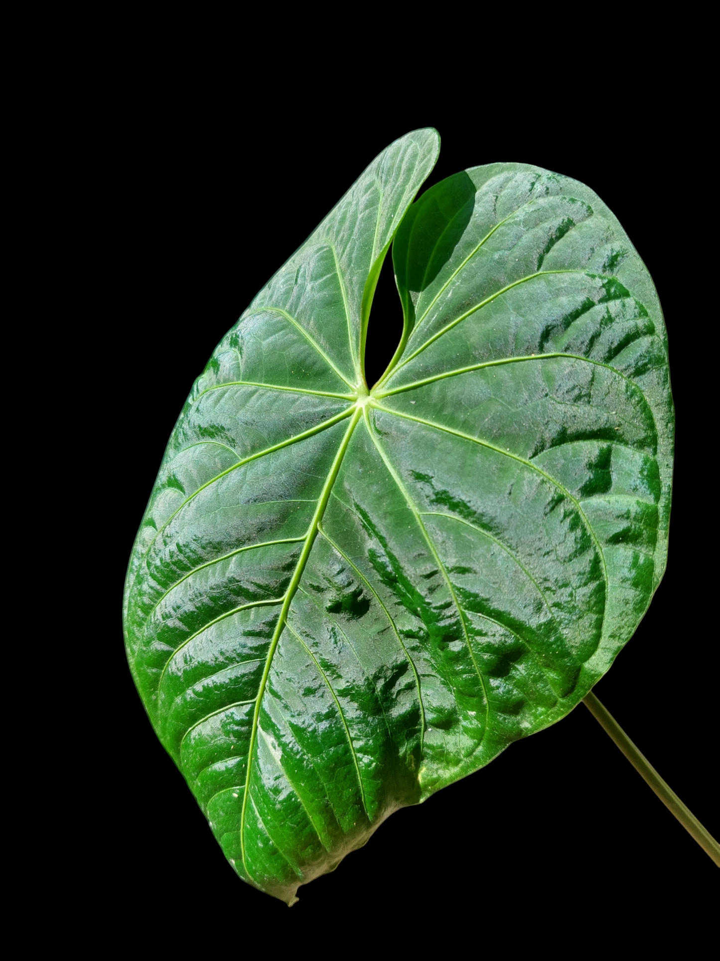 Anthurium sp. 'Colombianense' (EXACT PLANT)