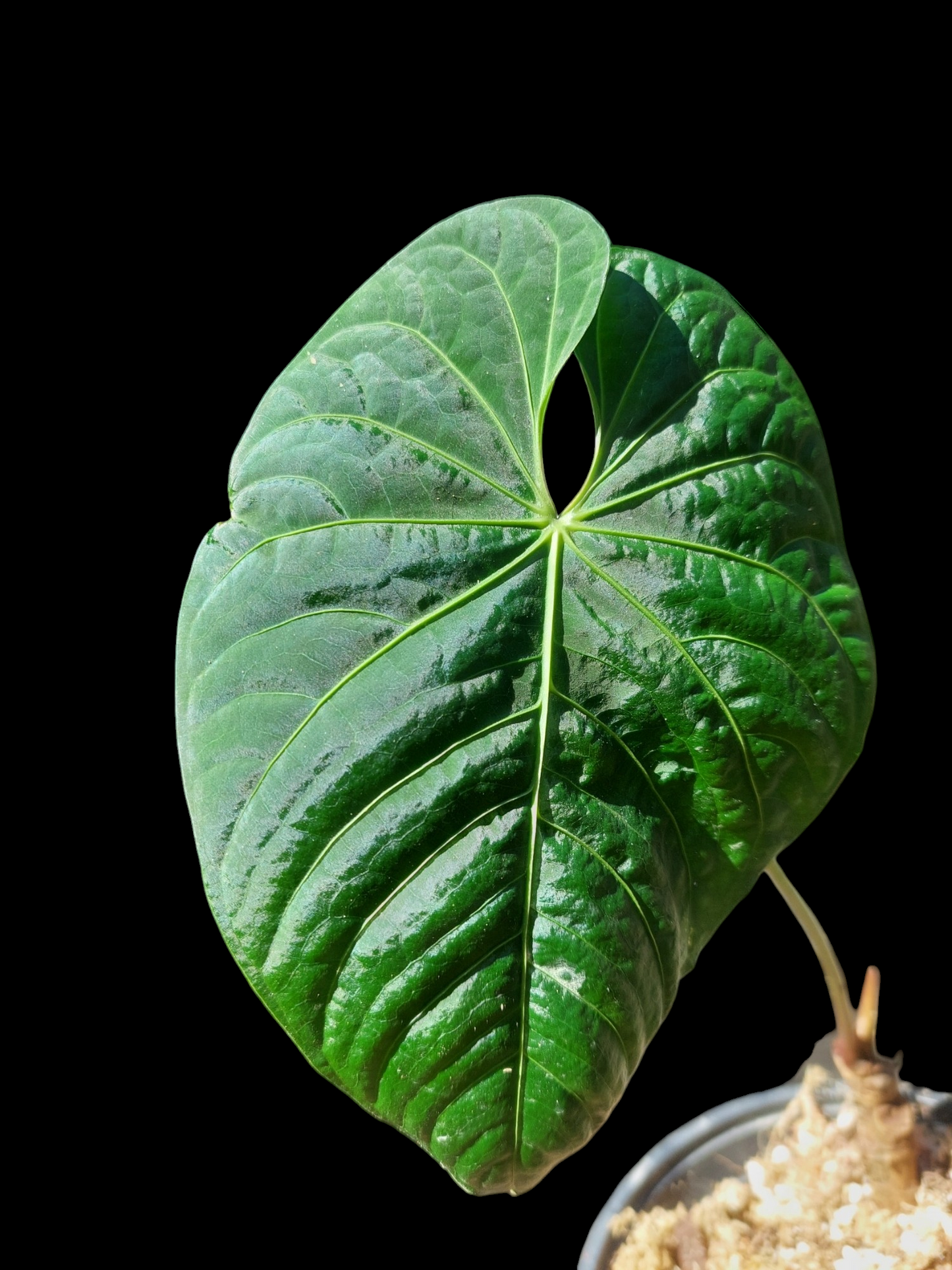 Anthurium sp. 'Colombianense' (EXACT PLANT)