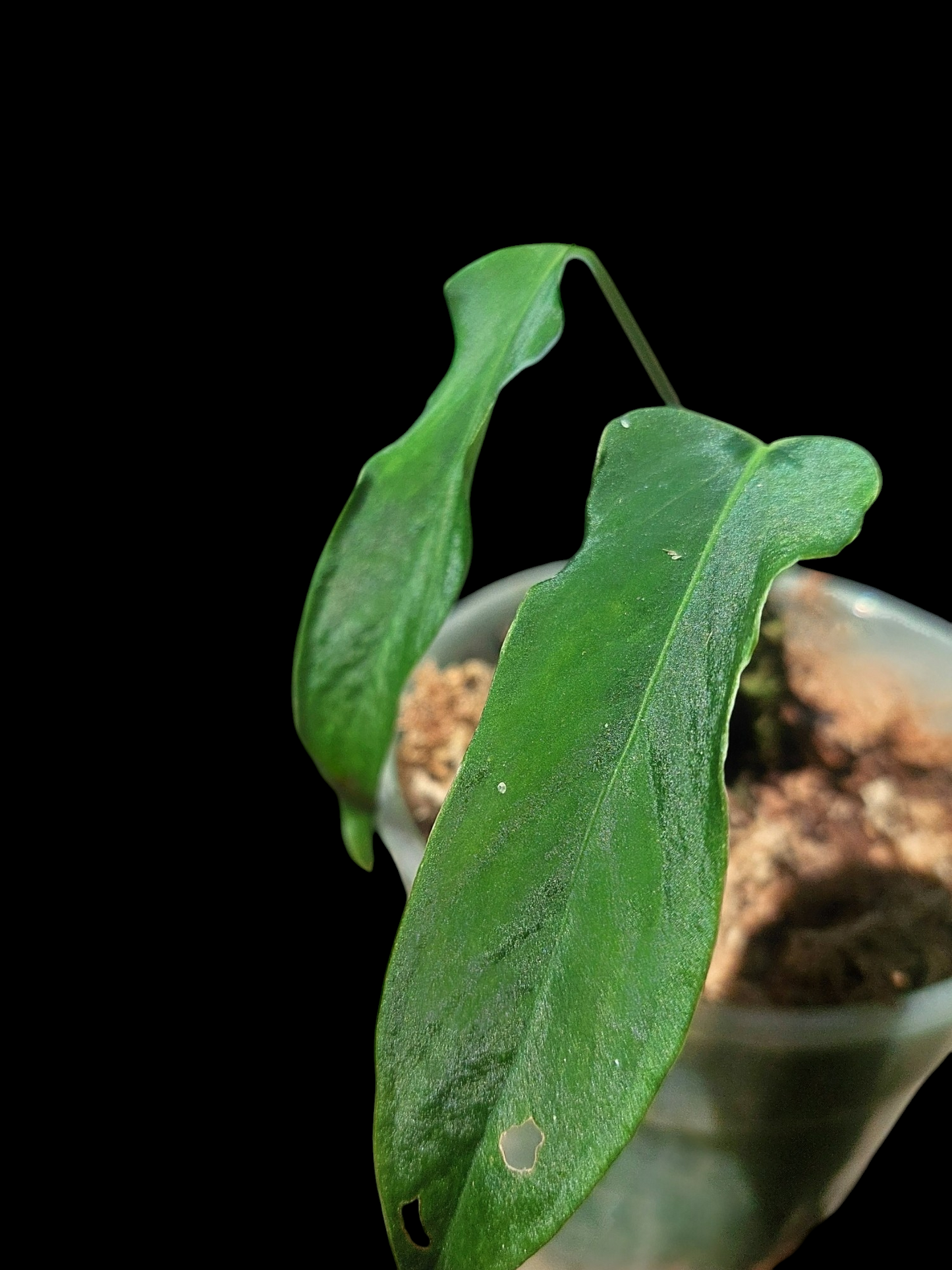 Anthurium Argyrostachyum 'Velvety' 2 Leaves Wild Ecotype (EXACT PLANT)