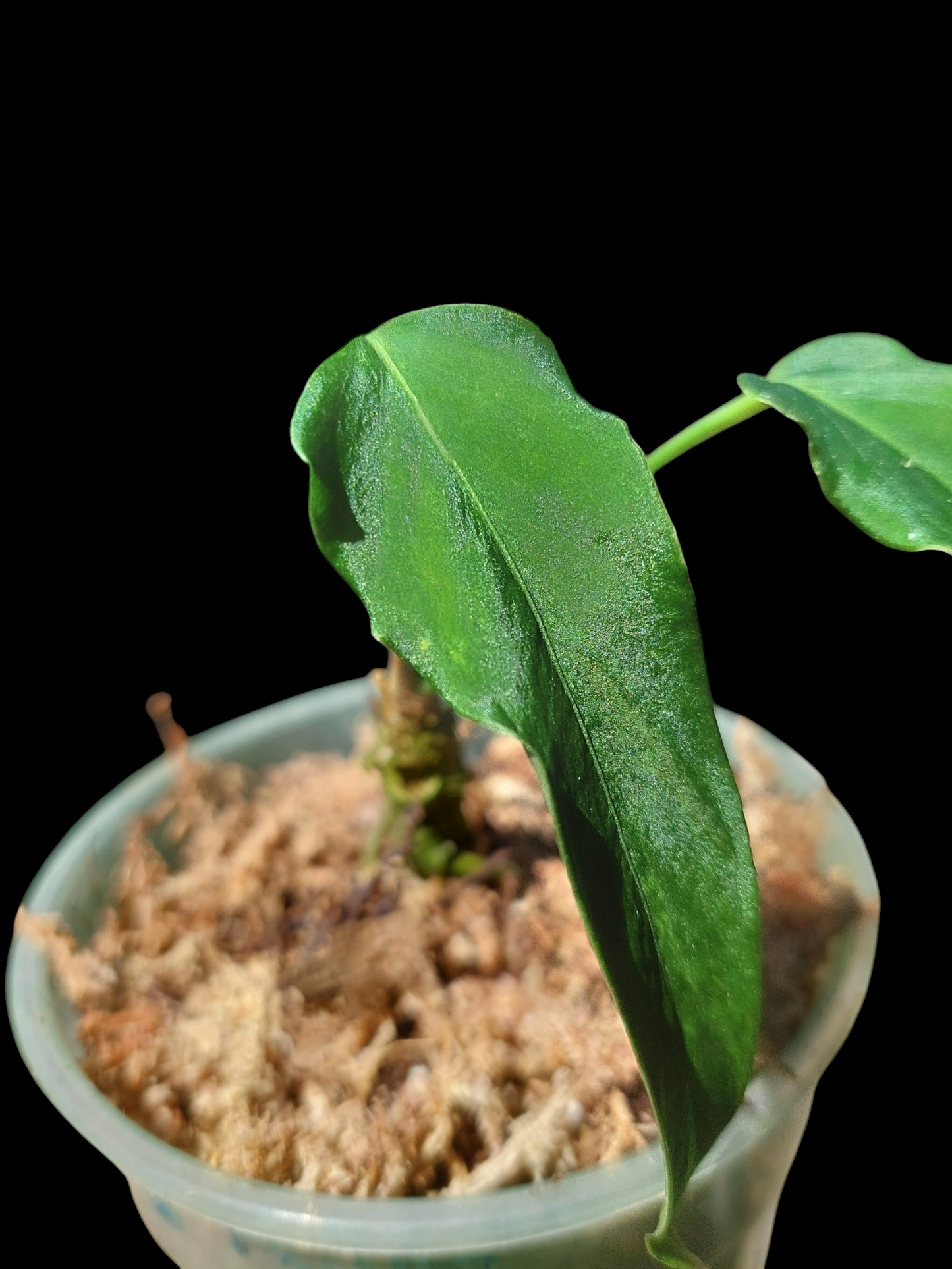 Anthurium Argyrostachyum 'Velvety' 2 Leaves Wild Ecotype (EXACT PLANT)