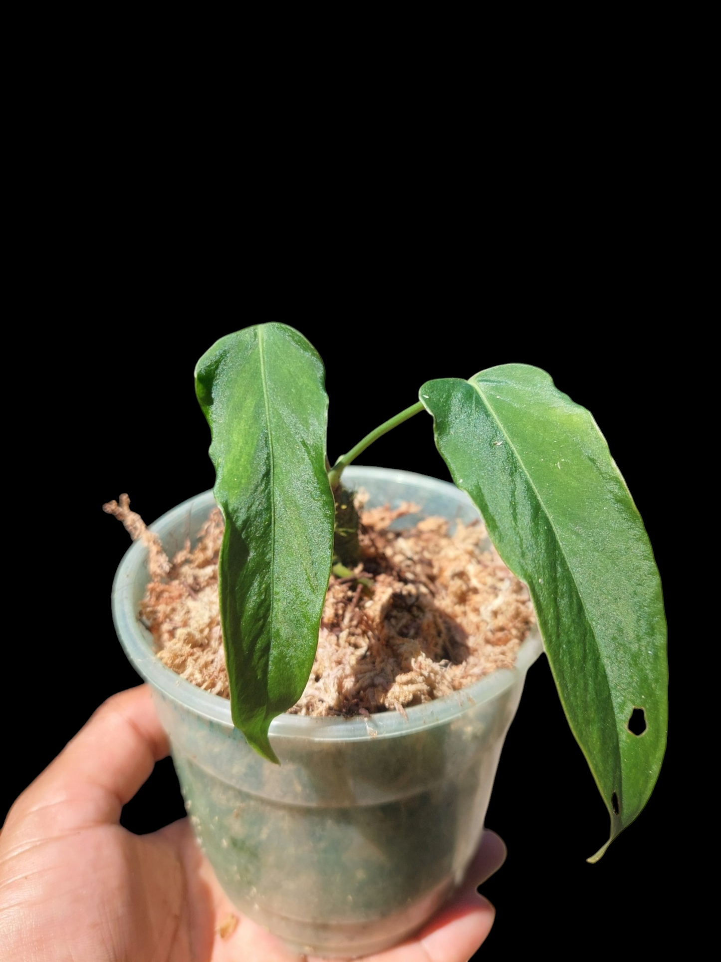 Anthurium Argyrostachyum 'Velvety' 2 Leaves Wild Ecotype (EXACT PLANT)