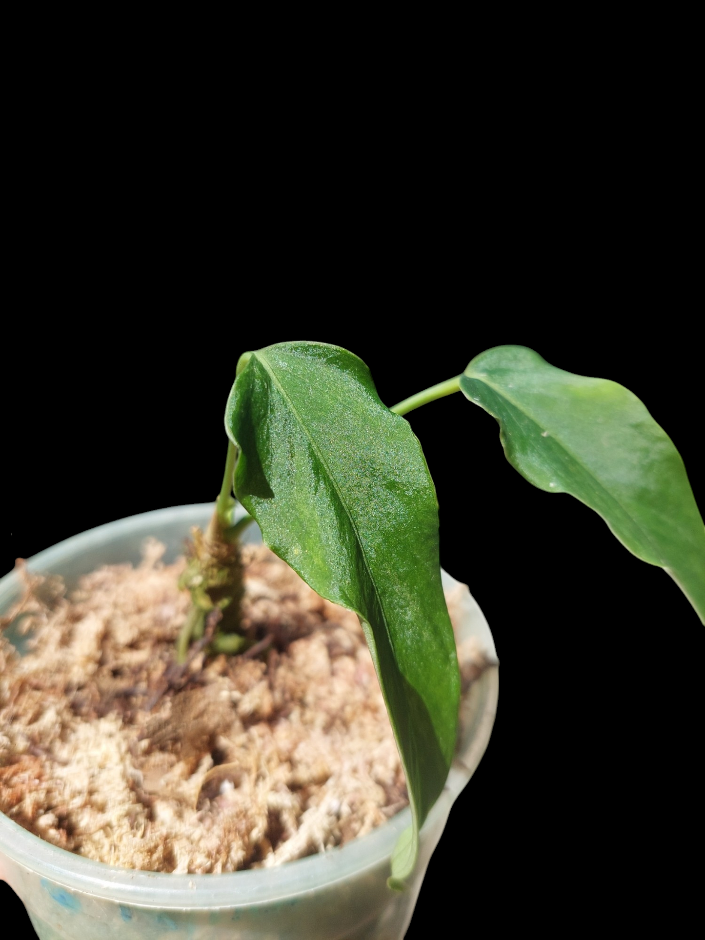 Anthurium Argyrostachyum 'Velvety' 2 Leaves Wild Ecotype (EXACT PLANT)