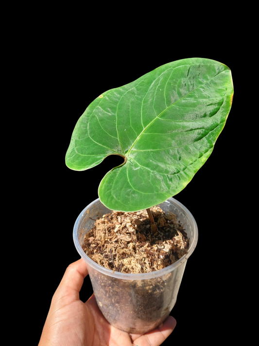 Anthurium sp. 'Huanuco Velvet' (EXACT PLANT)