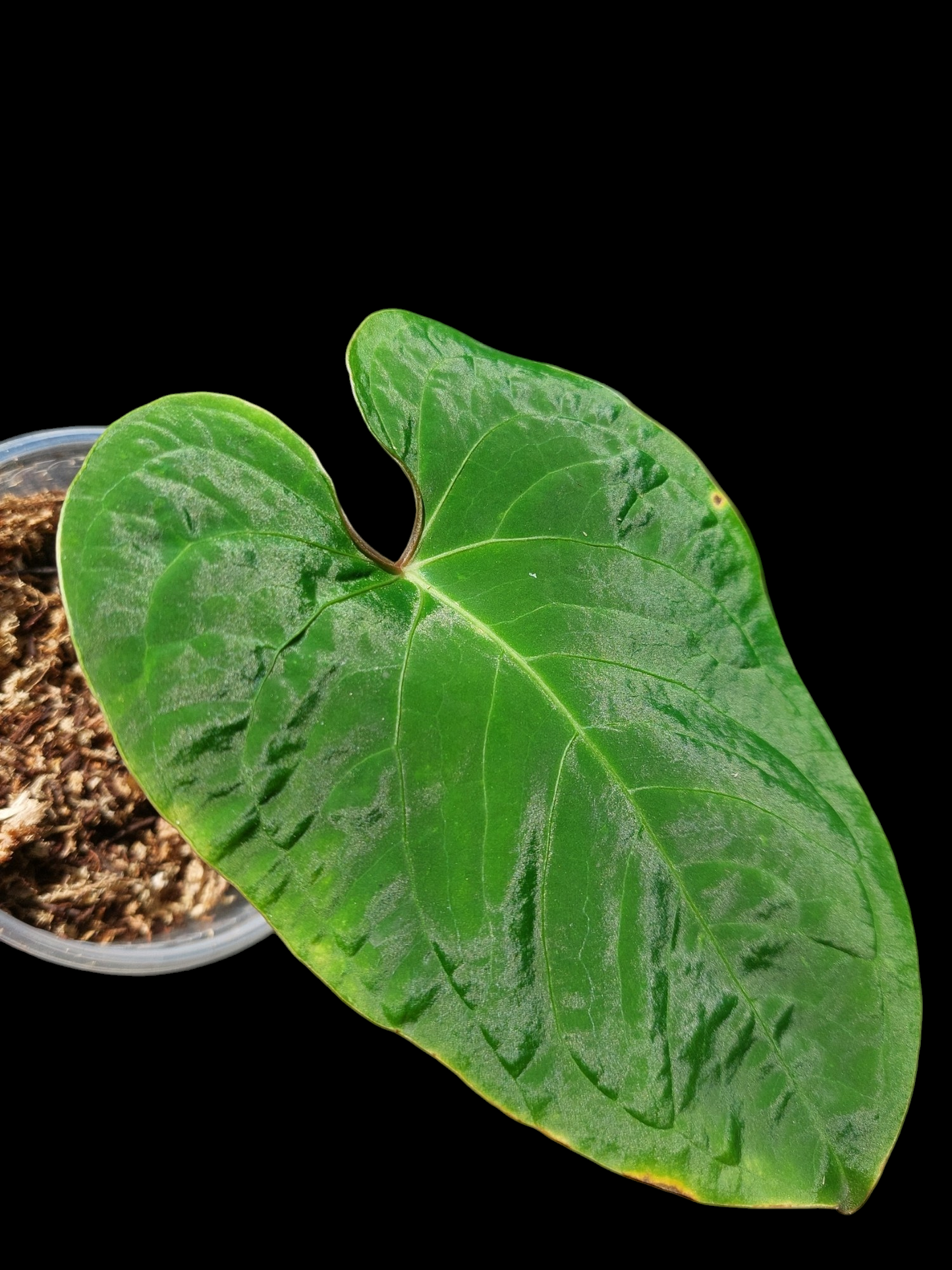 Anthurium sp. 'Huanuco Velvet' (EXACT PLANT)