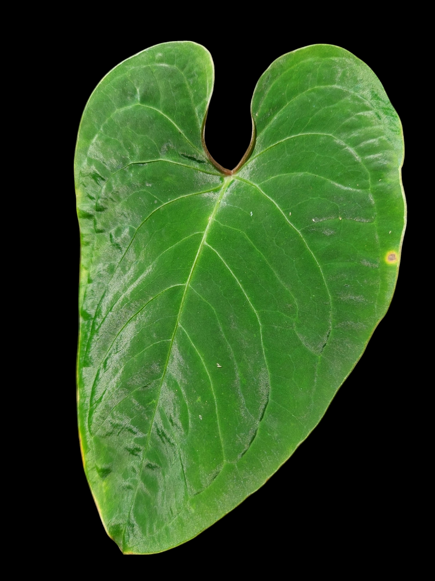 Anthurium sp. 'Huanuco Velvet' (EXACT PLANT)