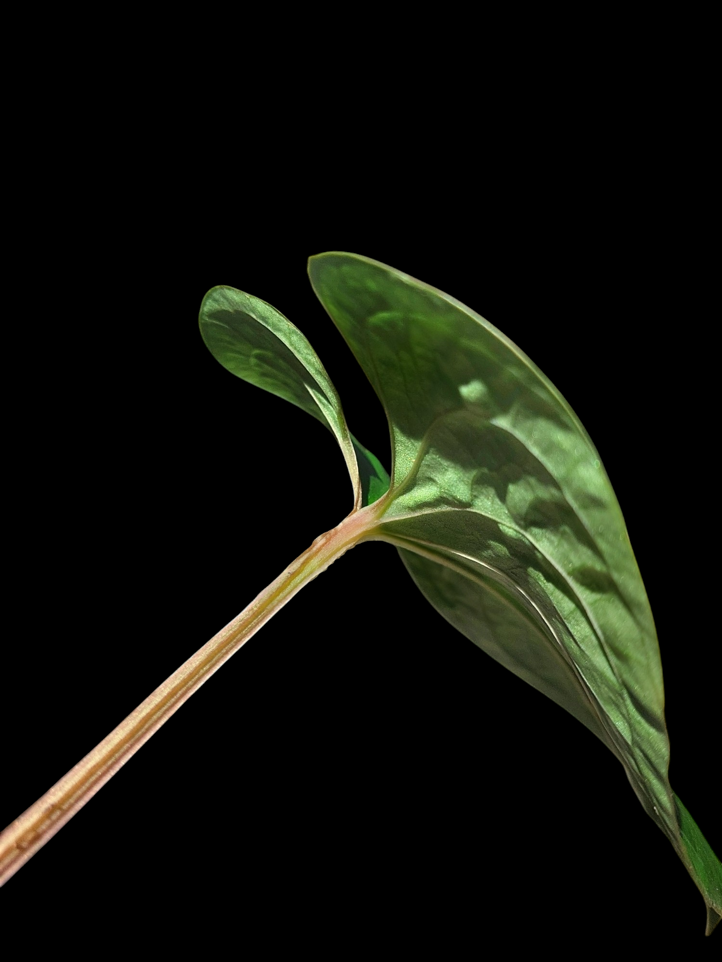 Anthurium sp. 'Huanuco Velvet' (EXACT PLANT)