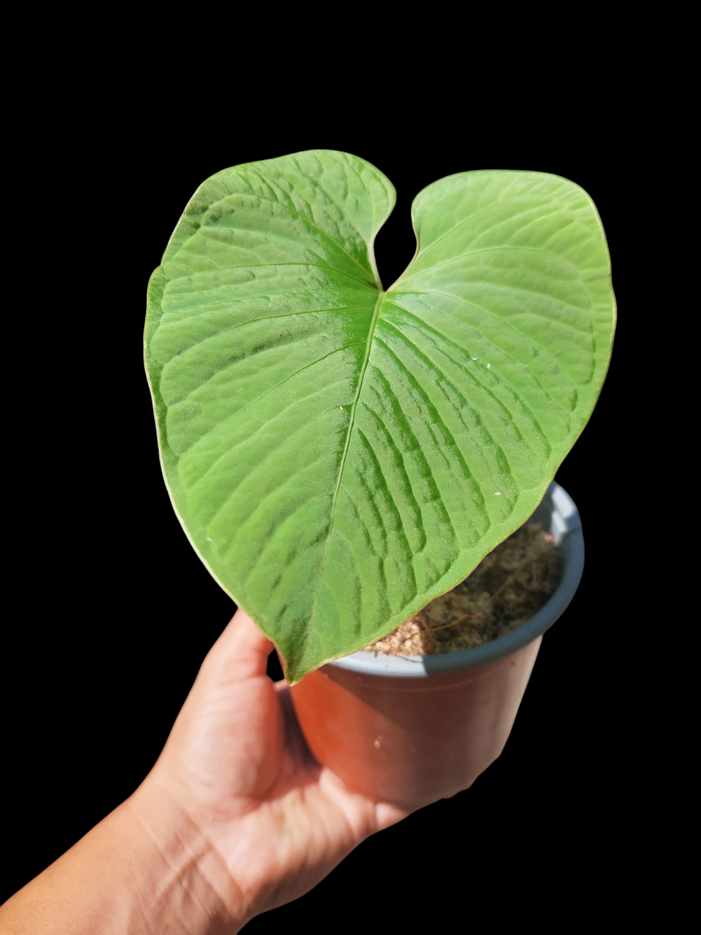 Anthurium sp. "Kunayala Glow" Wild Ecotype Pure Specie (EXACT PLANT)