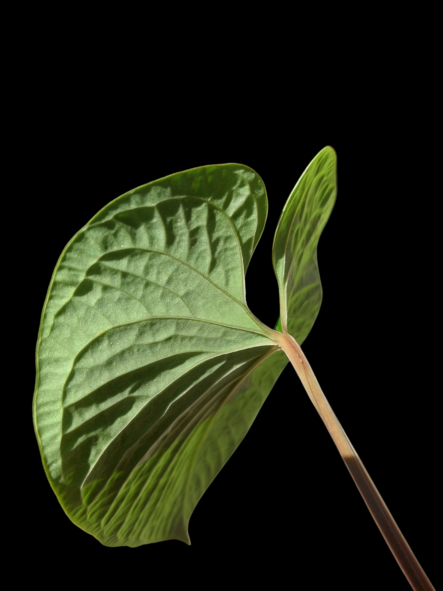 Anthurium sp. "Kunayala Glow" Wild Ecotype Pure Specie (EXACT PLANT)